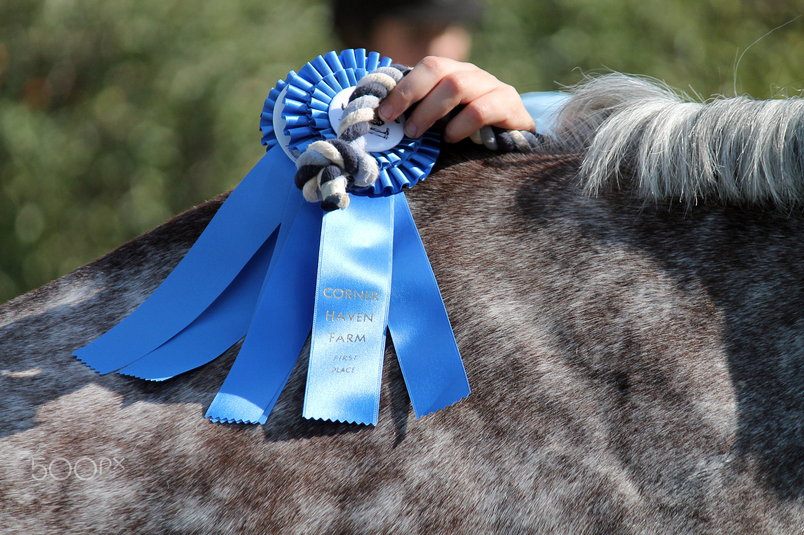 Canon EF-S 55-250mm F4-5.6 IS sample photo. Blue ribbon horse photography