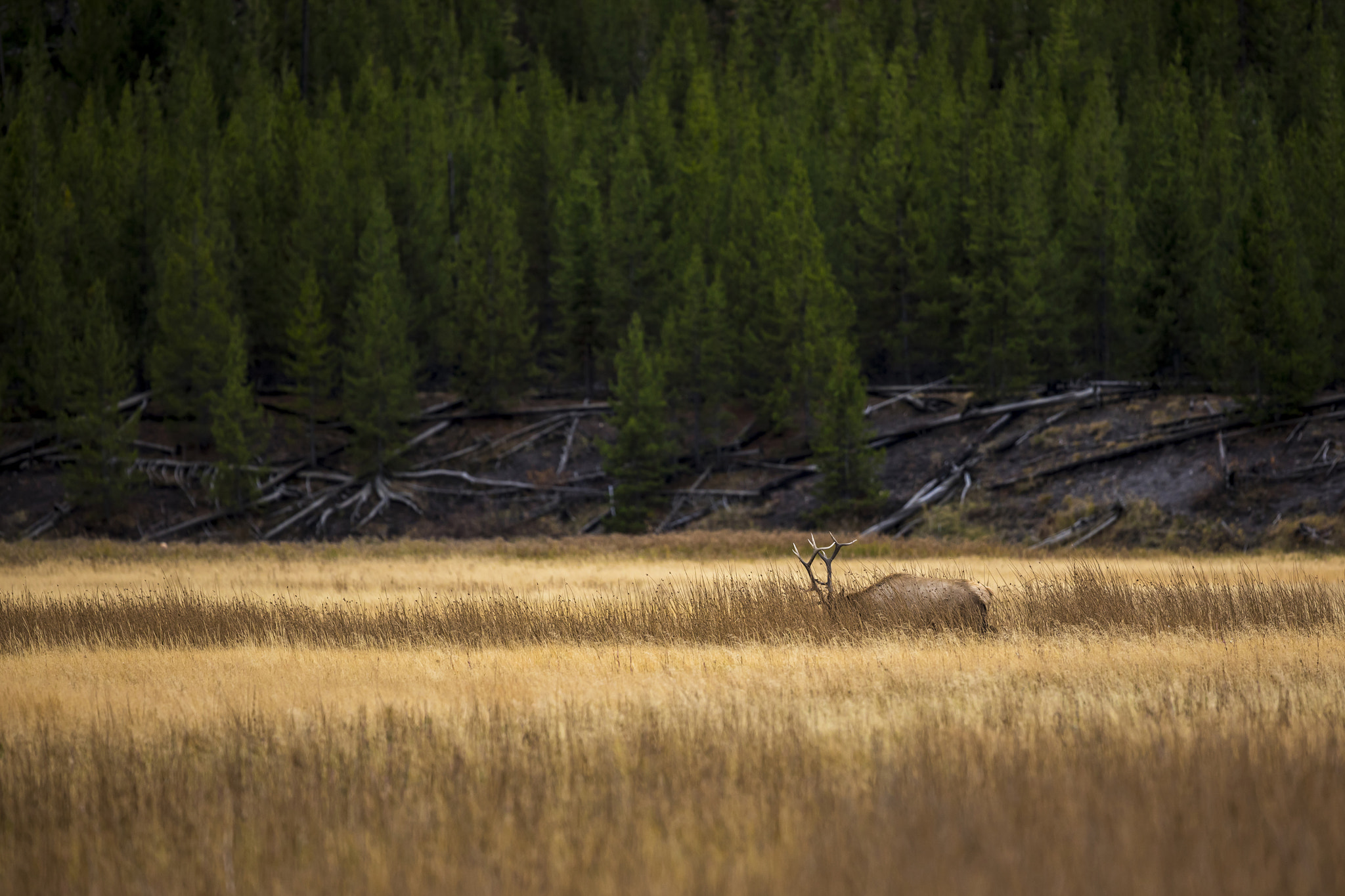 Canon EF 300mm F2.8L IS II USM sample photo. Yellowstone nationalpark photography