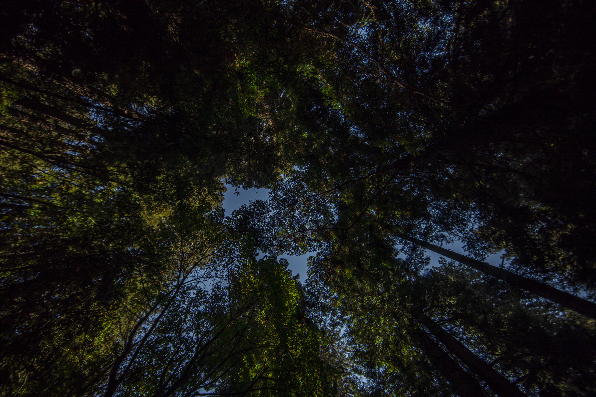 Canon EF 14mm F2.8L II USM sample photo. Muir woods national monument photography