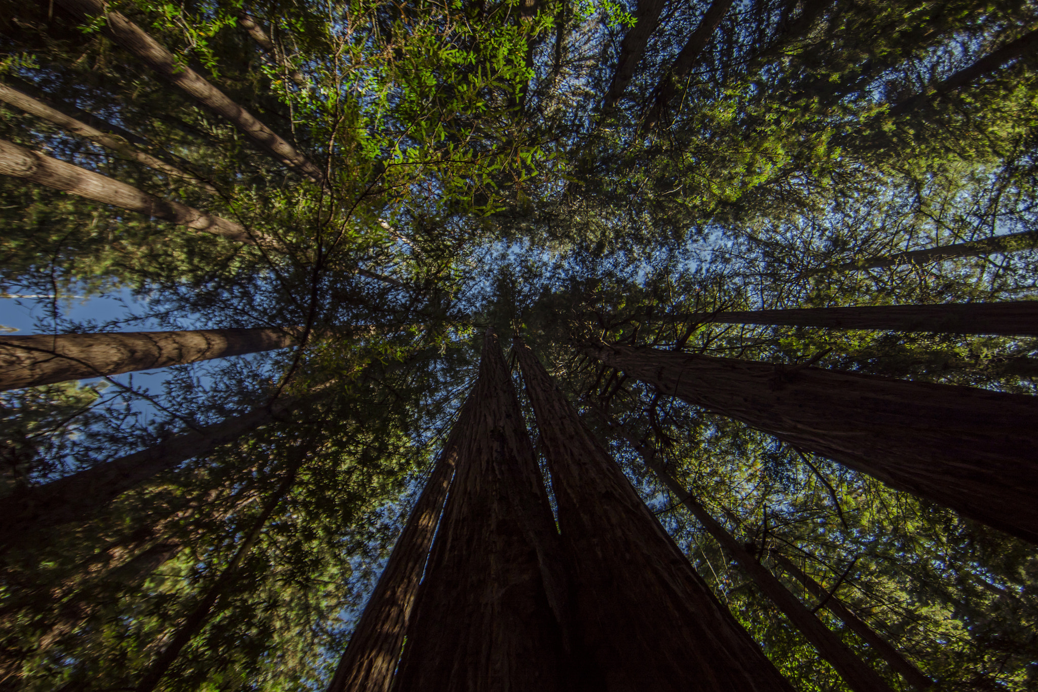 Canon EOS 5D Mark IV + Canon EF 14mm F2.8L II USM sample photo. Muir woods national monument photography