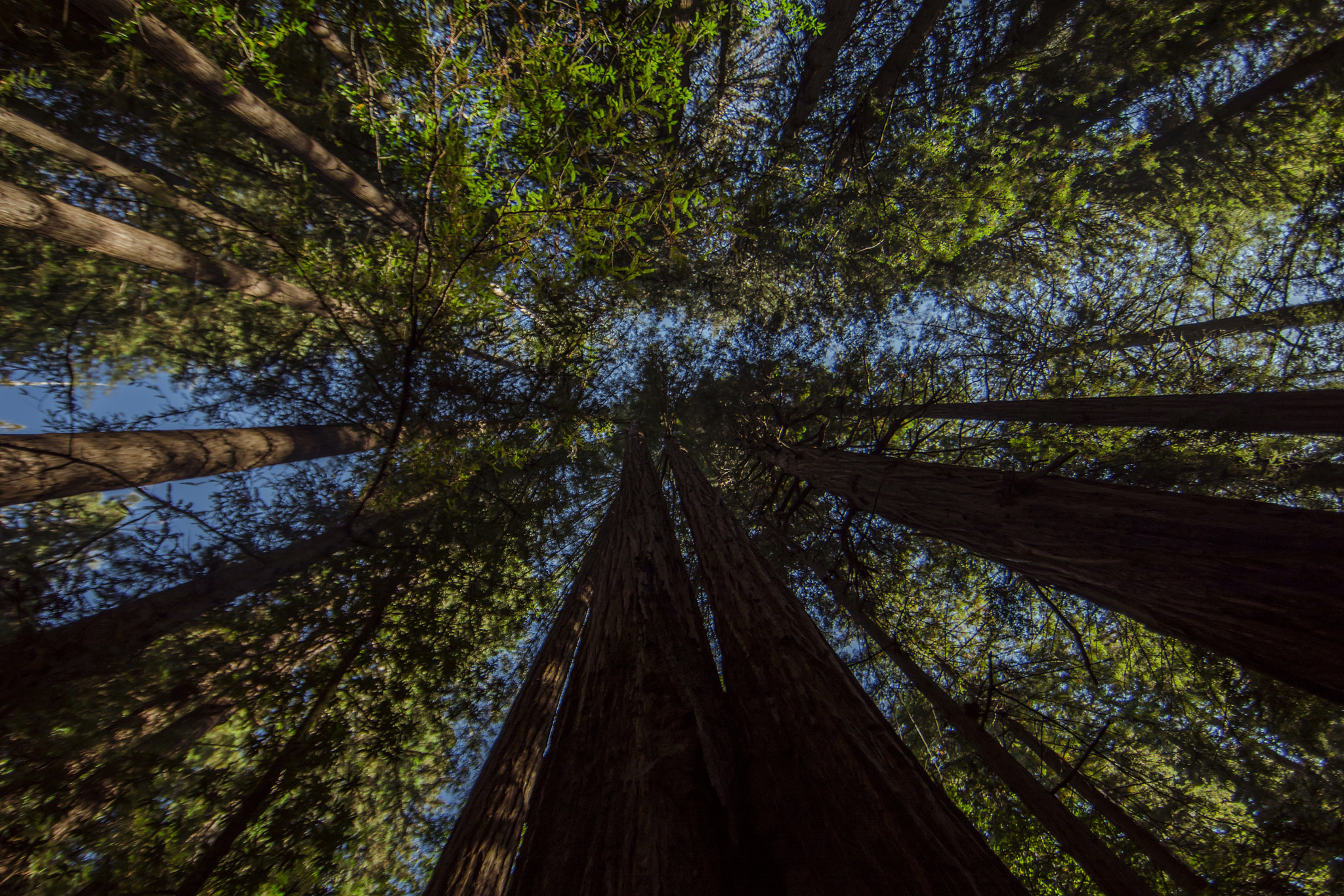 Canon EF 14mm F2.8L II USM sample photo. Muir woods national monument photography