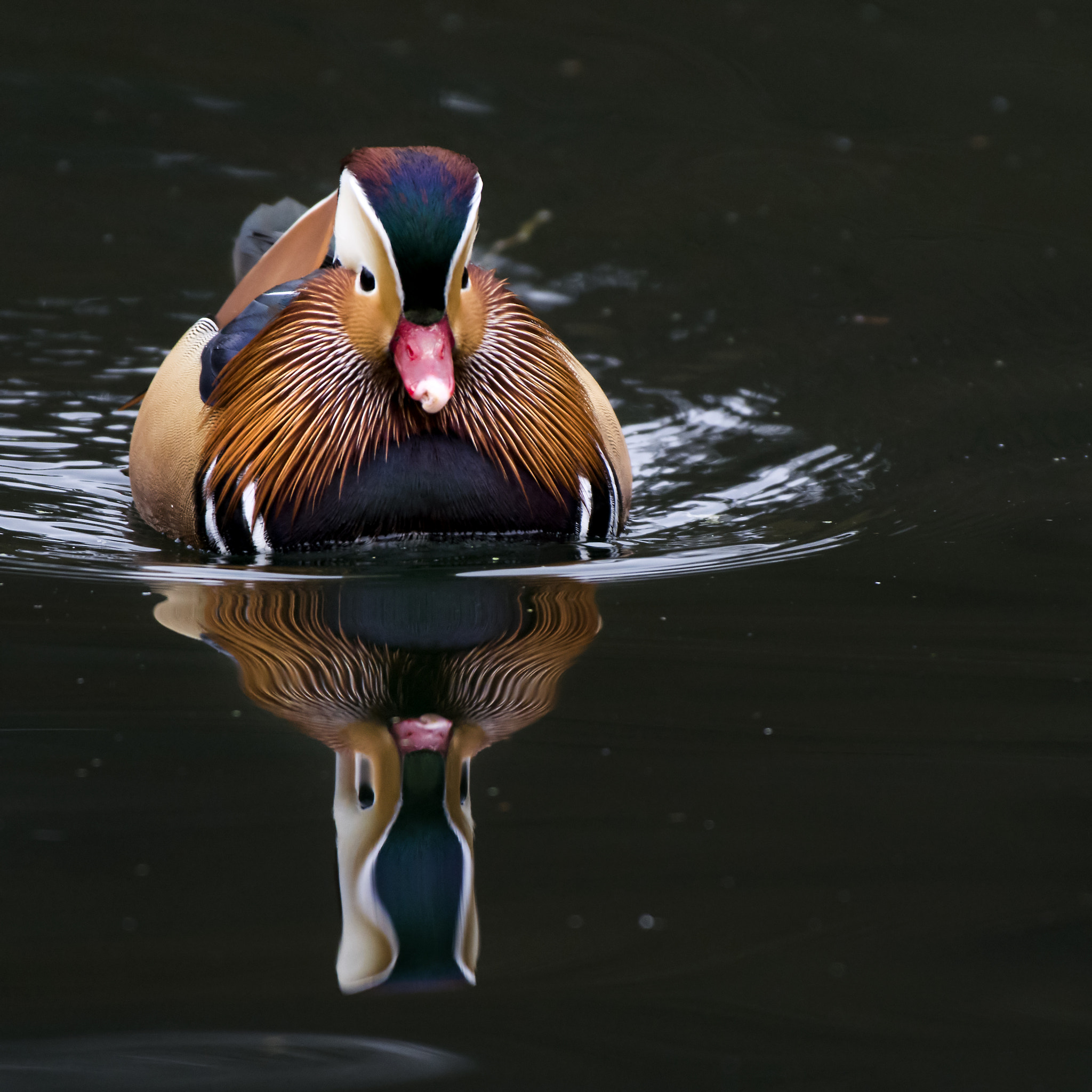 Nikon AF-S Nikkor 200-500mm F5.6E ED VR sample photo. Mandarin square photography