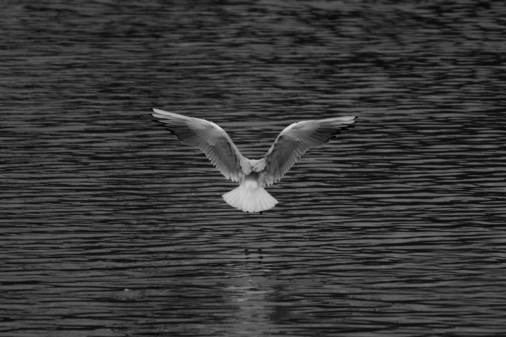 Canon EOS 100D (EOS Rebel SL1 / EOS Kiss X7) + Canon EF-S 55-250mm F4-5.6 IS II sample photo. Swan dive photography