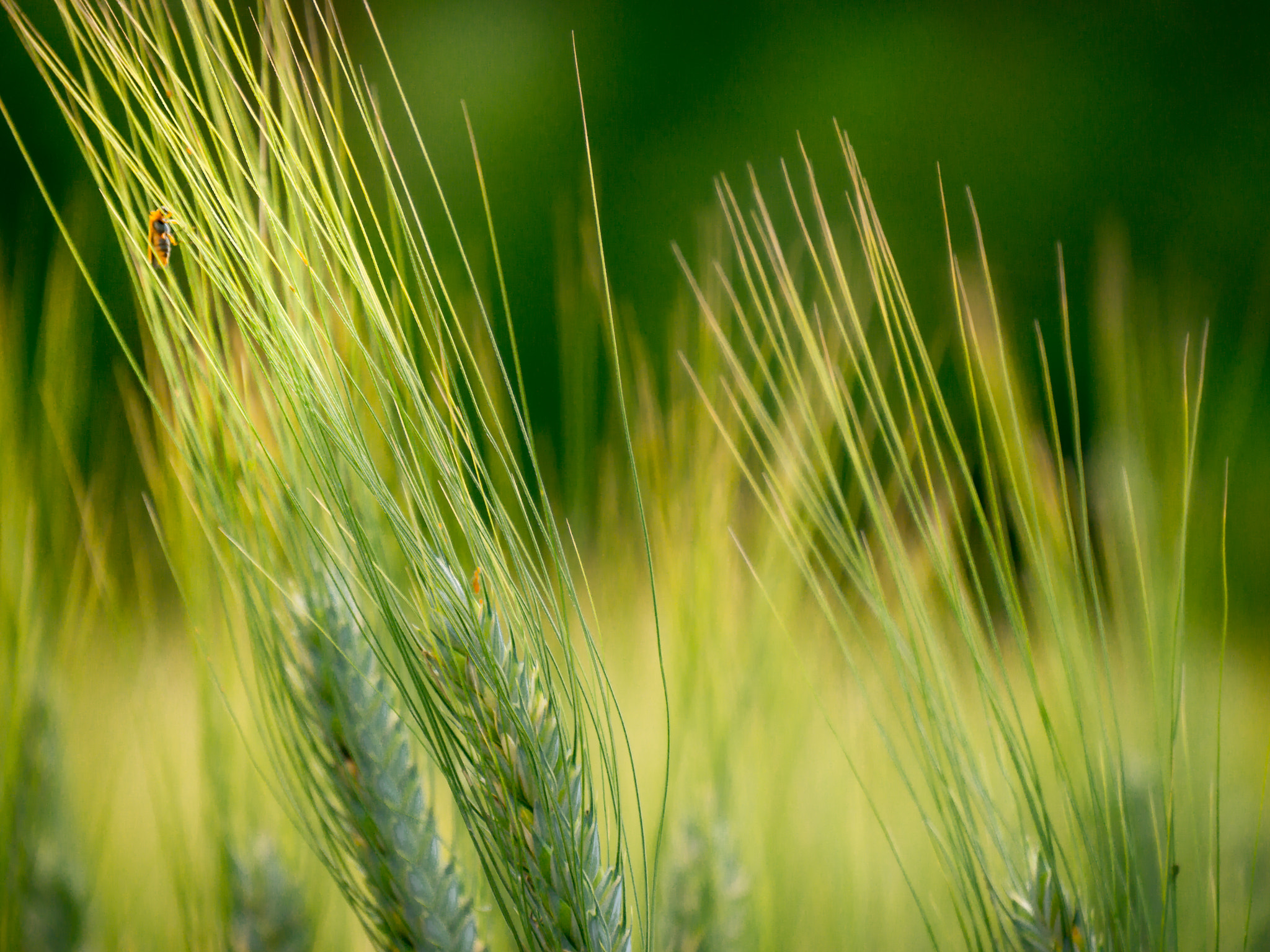 Panasonic Lumix DMC-G6 sample photo. Spikelets photography