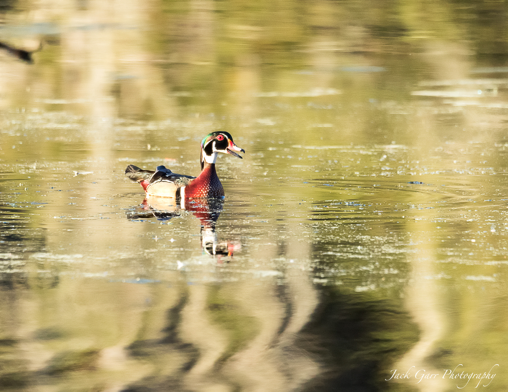 Canon EOS-1D X Mark II sample photo. Male wood duck in swamp lake photography