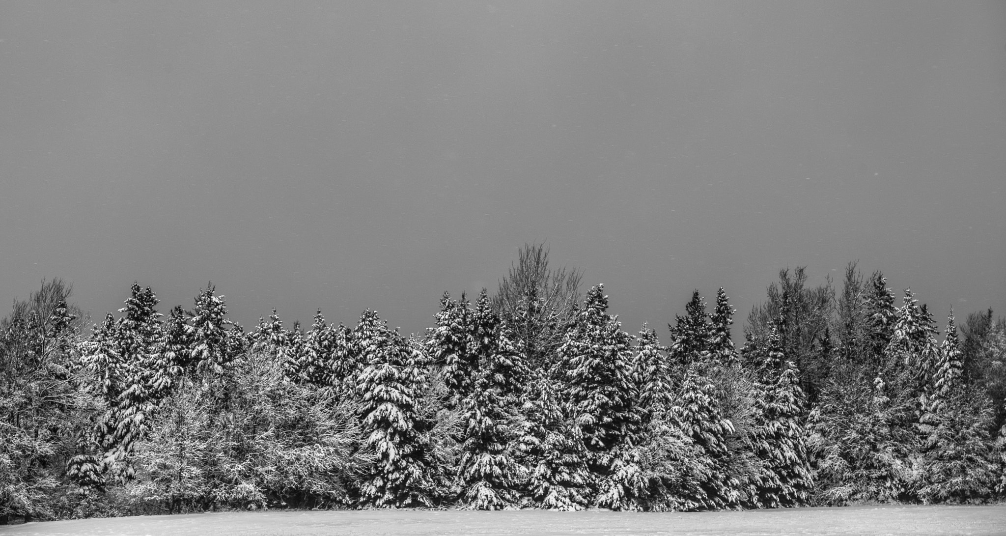 Tamron SP 70-200mm F2.8 Di VC USD sample photo. Woods after snow photography