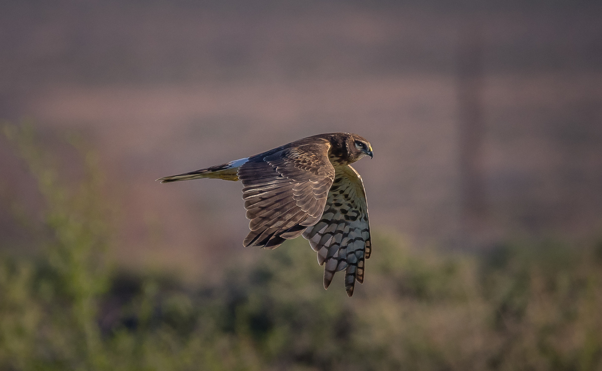 150-600mm F5-6.3 DG OS HSM | Contemporary 015 sample photo. Harrier getting ready to cause a little trouble photography