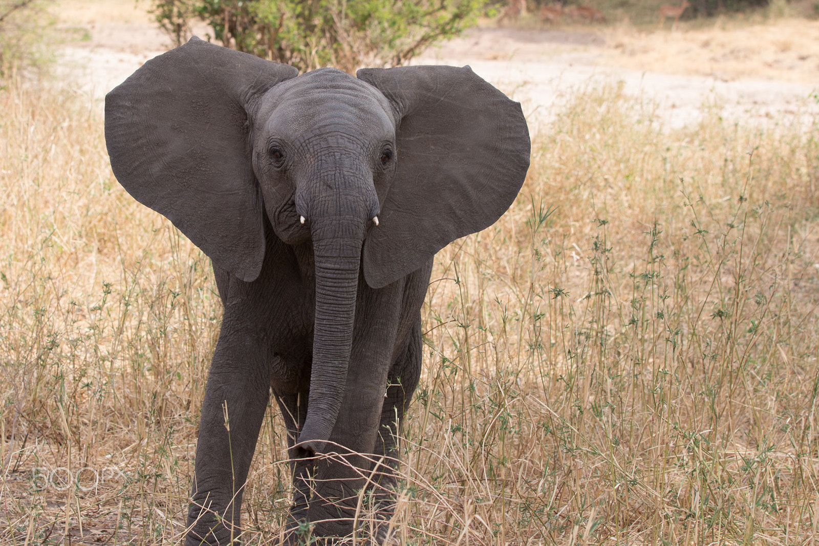 Canon EOS 650D (EOS Rebel T4i / EOS Kiss X6i) sample photo. Elephant posing photography