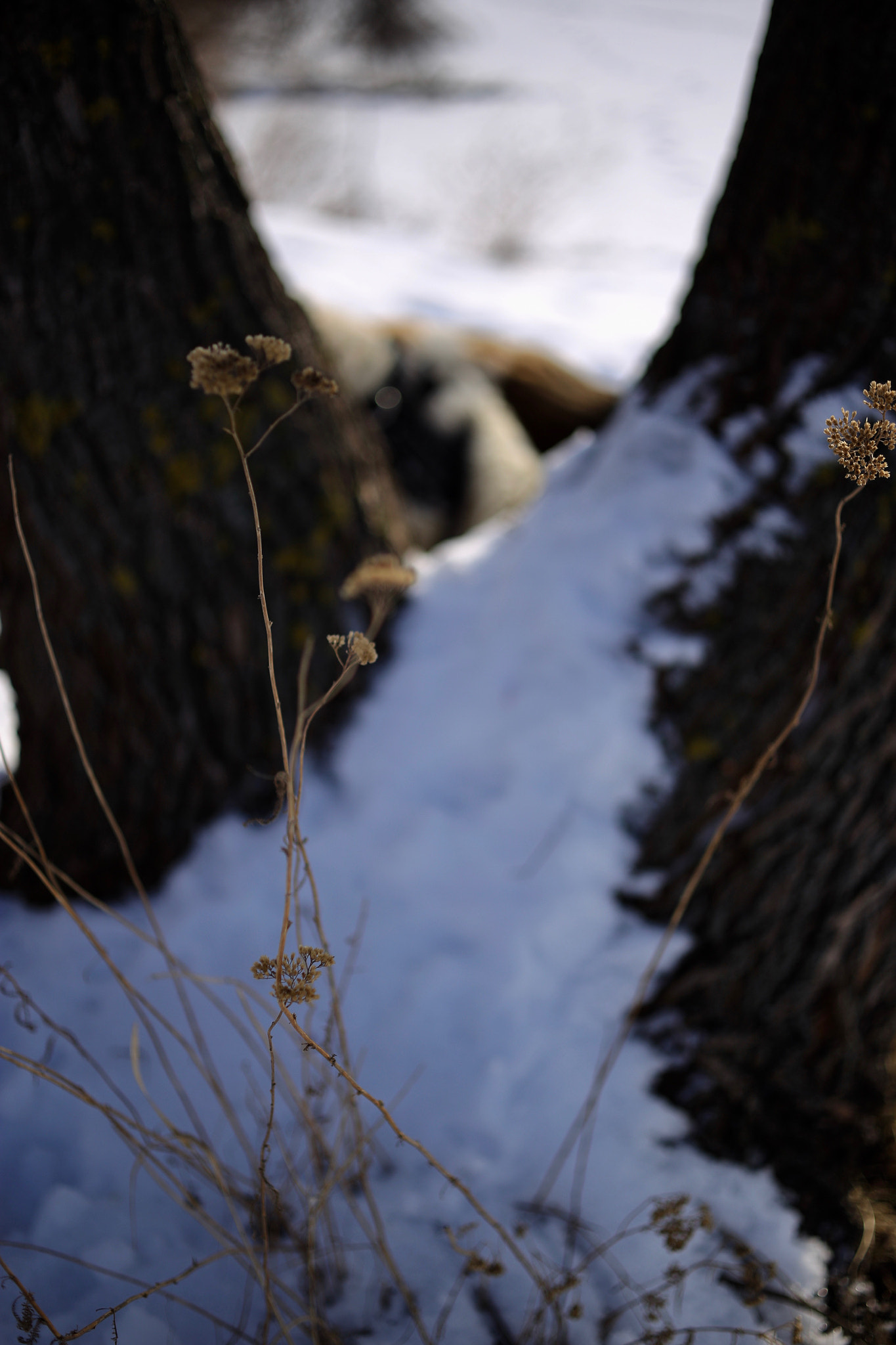 ZEISS Makro-Planar T* 50mm F2 sample photo