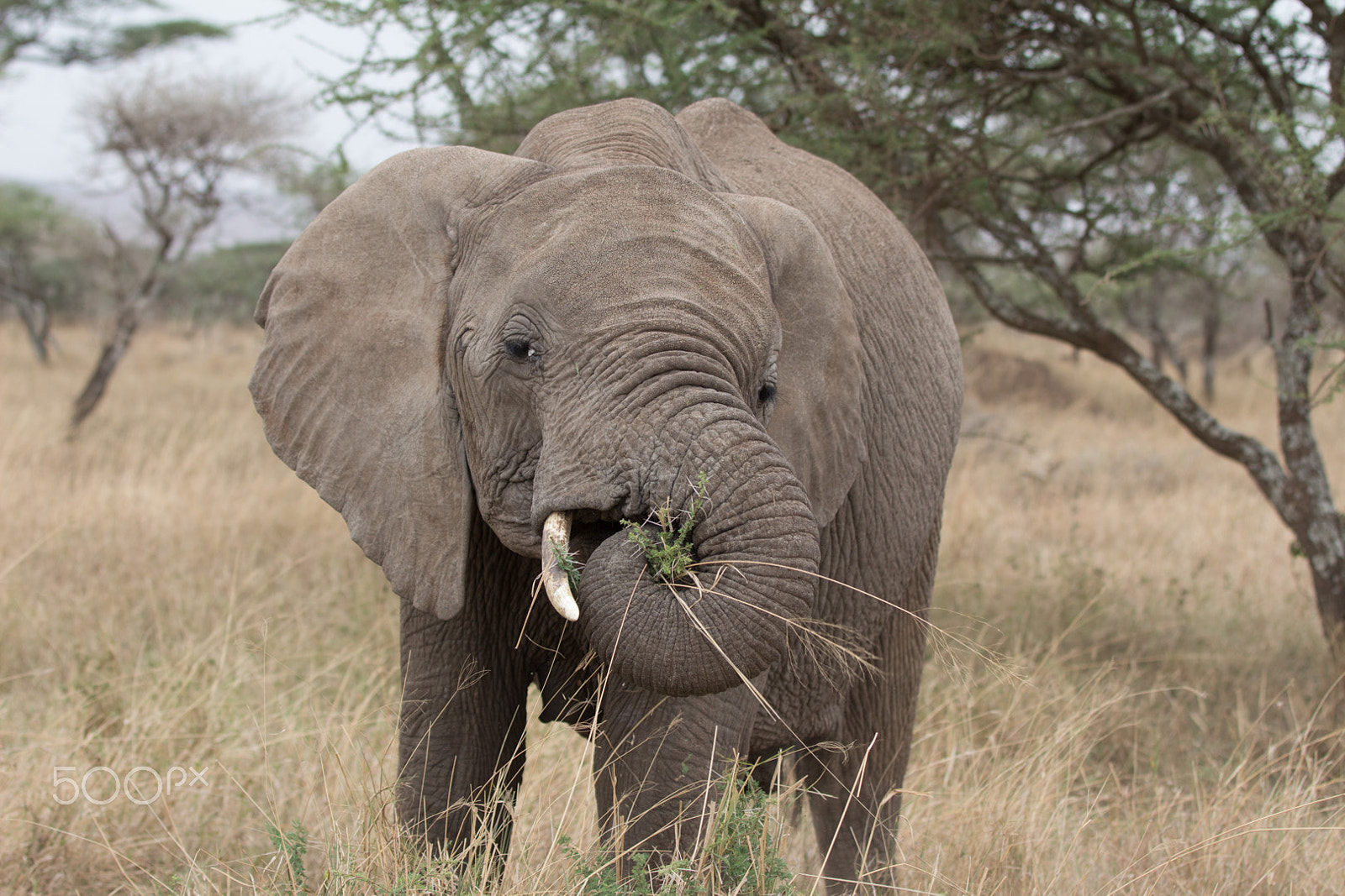 Canon EOS 650D (EOS Rebel T4i / EOS Kiss X6i) sample photo. Elephant eating photography