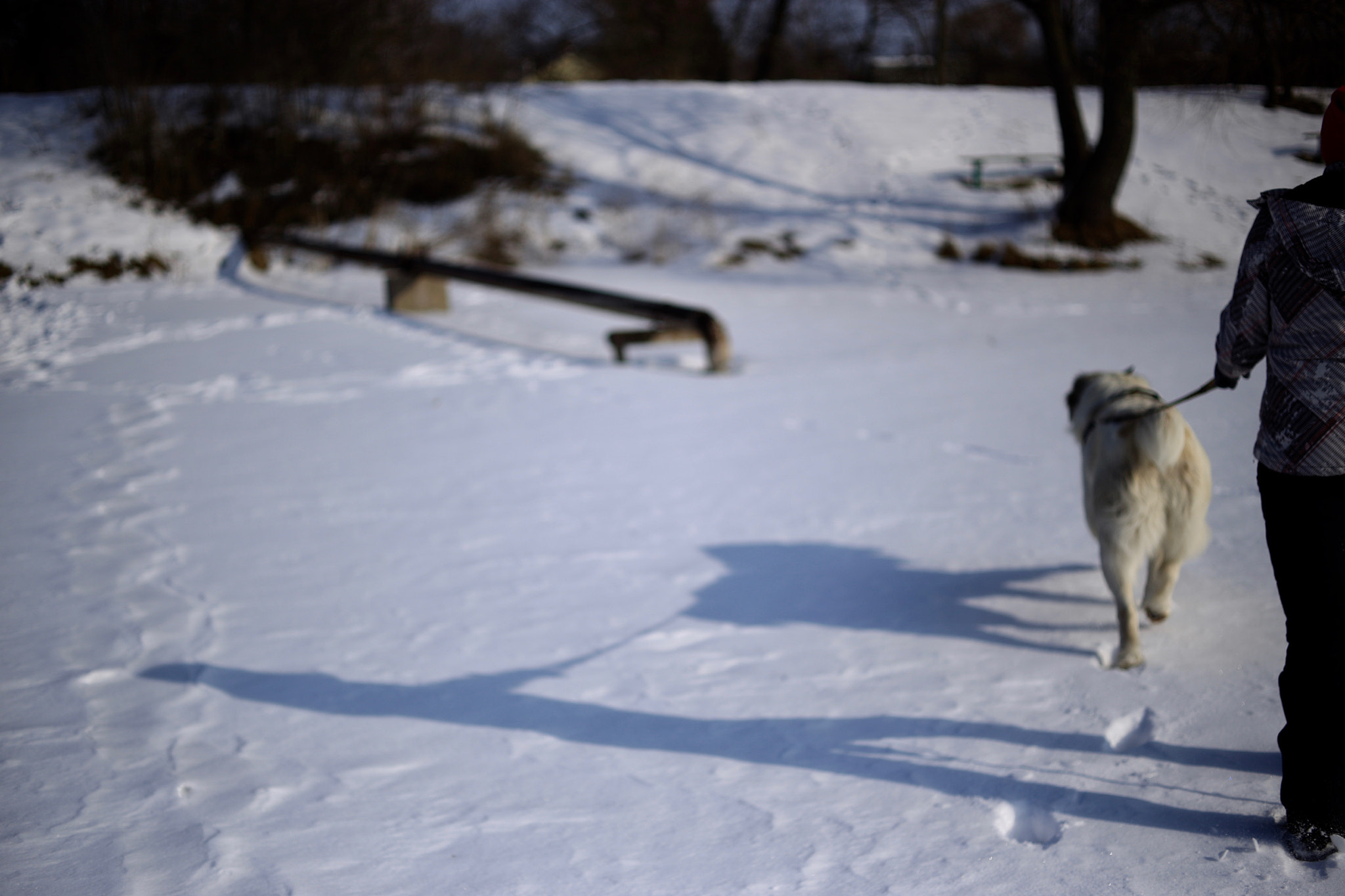 ZEISS Makro-Planar T* 50mm F2 sample photo