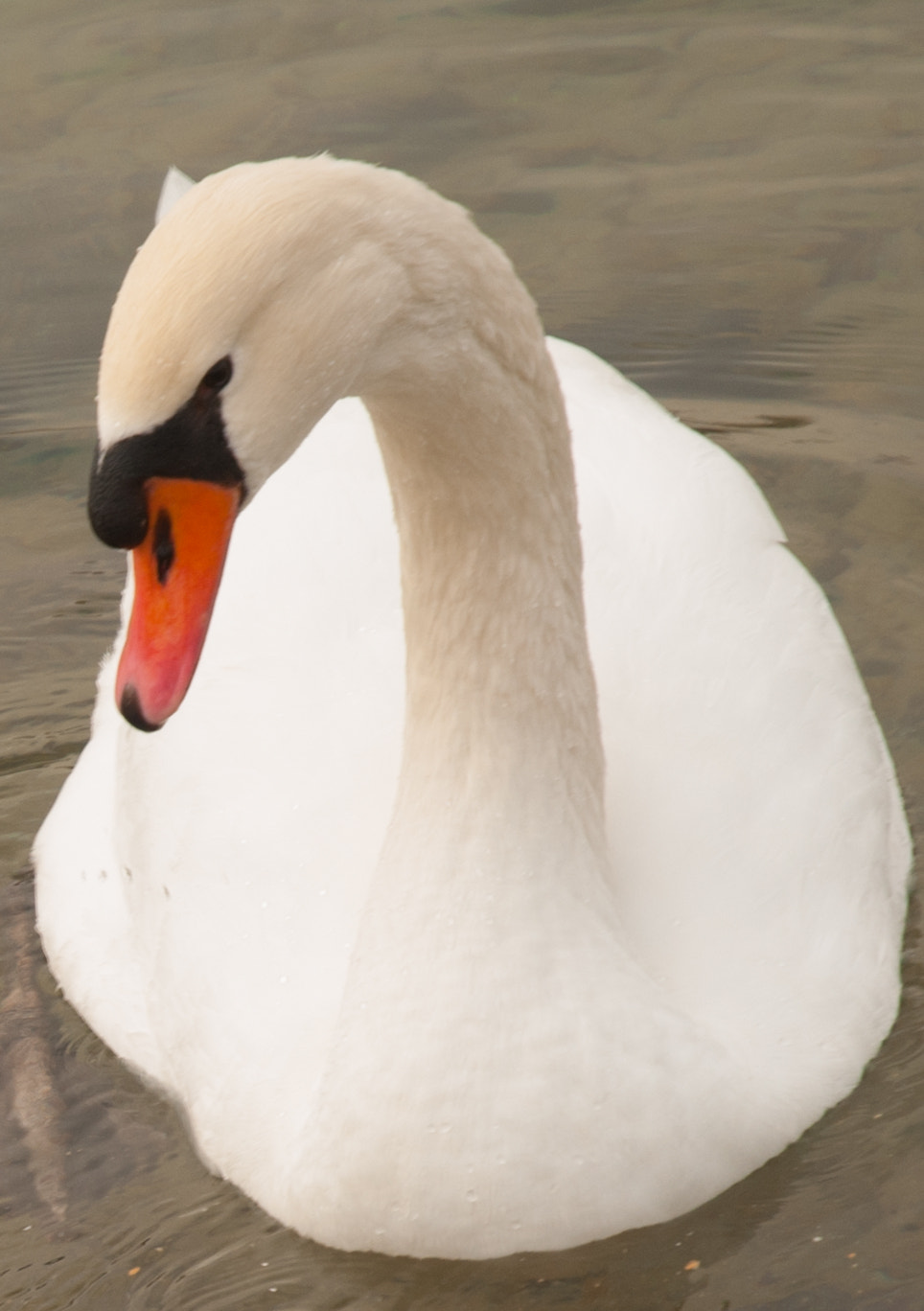 Nikon D300 sample photo. Swan photography