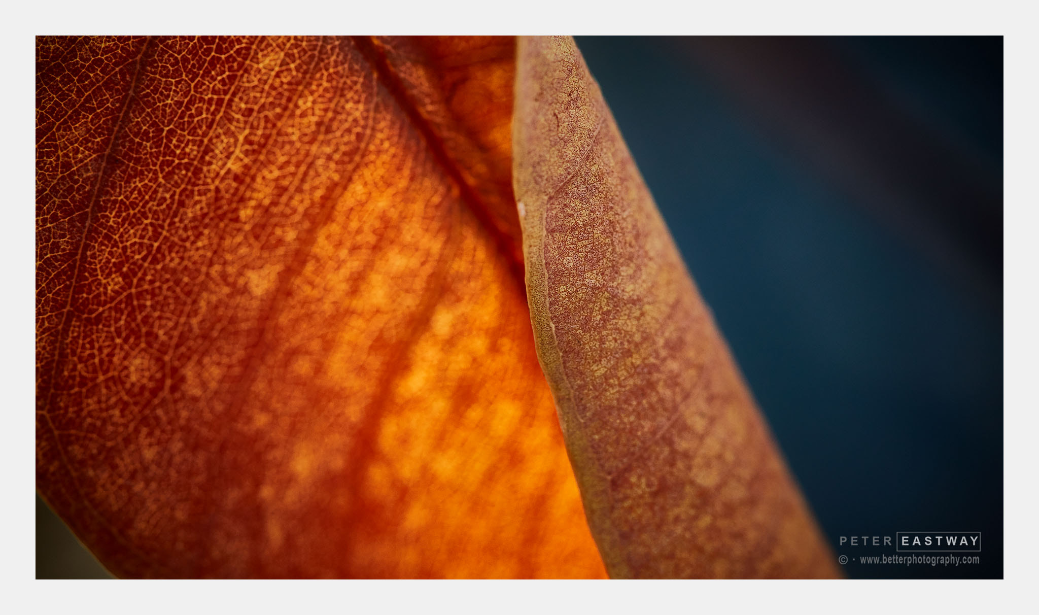 Canon EF 100mm F2.8 Macro USM sample photo. Davidsons, arnhemland, northern territory, australia photography