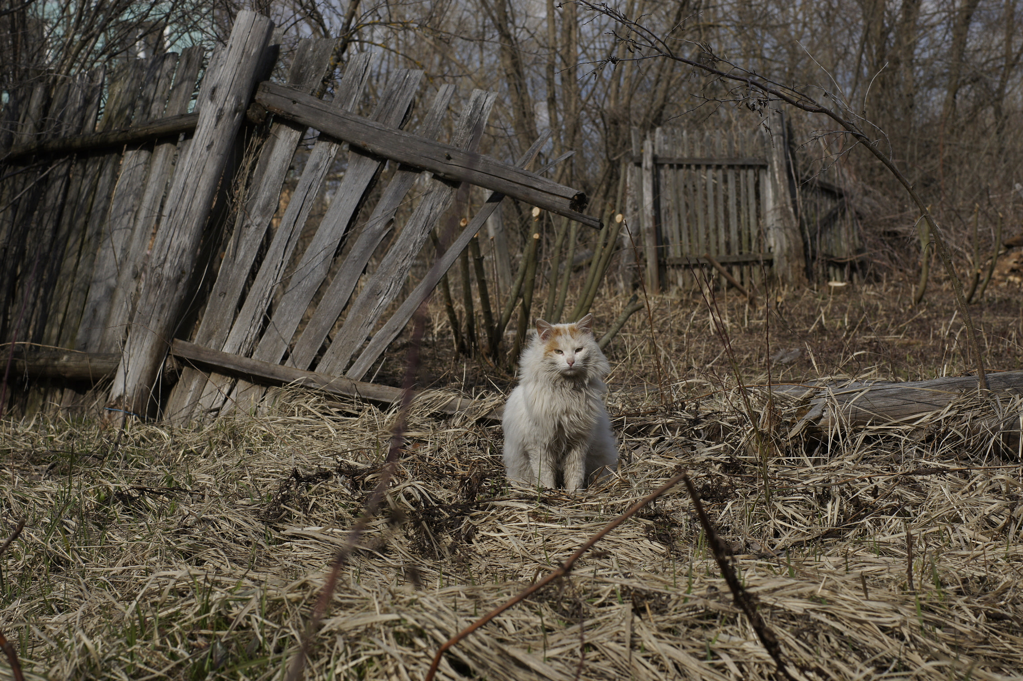 Sony SLT-A33 + Sony 50mm F1.4 sample photo. Merciless russian cat photography