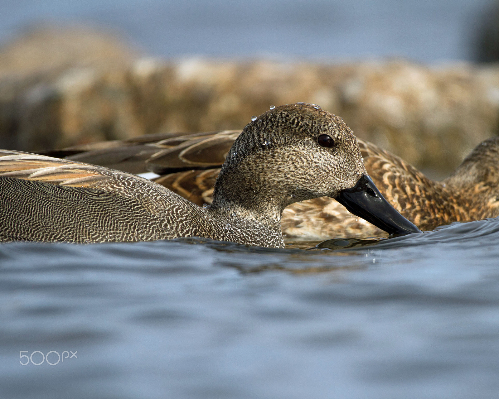Canon EOS 7D + Canon EF 300mm F4L IS USM sample photo. Gadwall photography