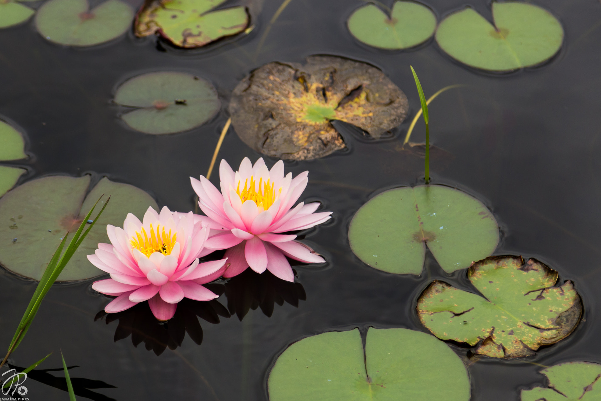 Canon EOS 600D (Rebel EOS T3i / EOS Kiss X5) sample photo. Lotus flower photography