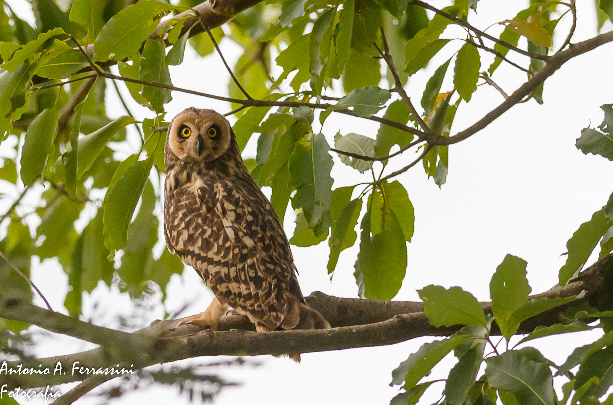 Nikon D610 + Nikon AF-S Nikkor 300mm F4D ED-IF sample photo. Mocho dos banhados photography