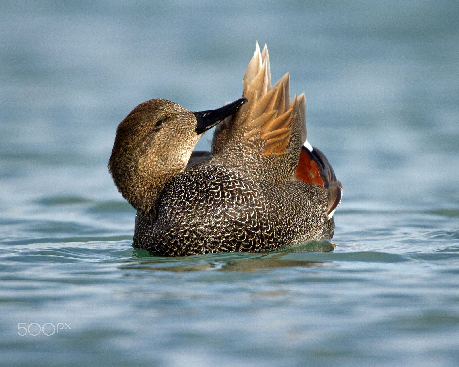 Canon EOS 7D + Canon EF 300mm F4L IS USM sample photo. Gadwall photography