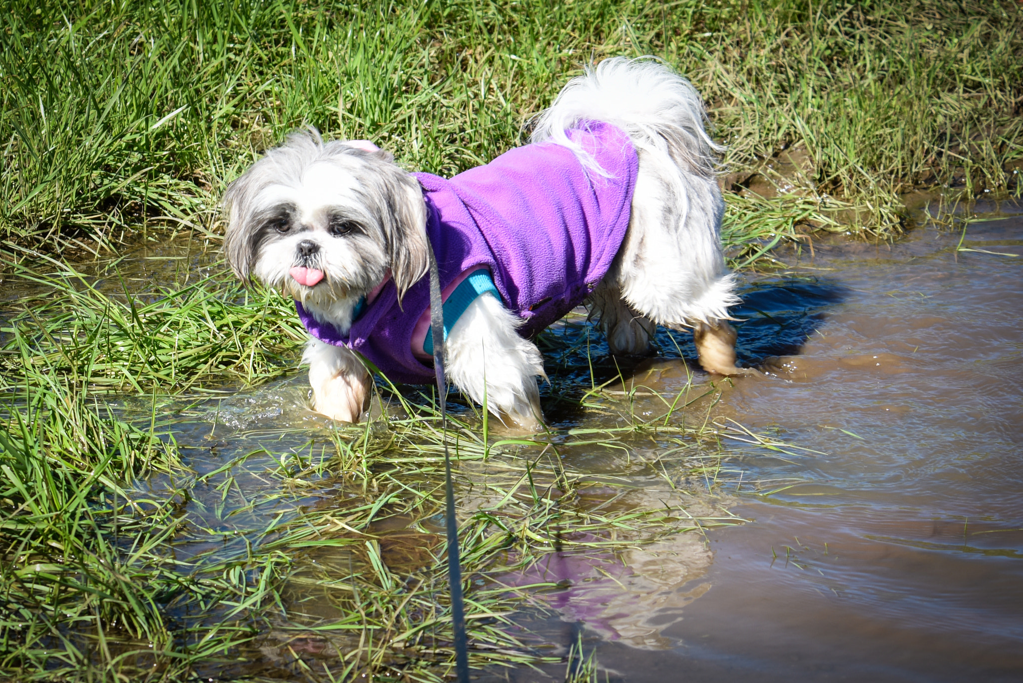 Nikon D810A + Nikon AF Nikkor 80-400mm F4.5-5.6D ED VR sample photo. Puddles photography