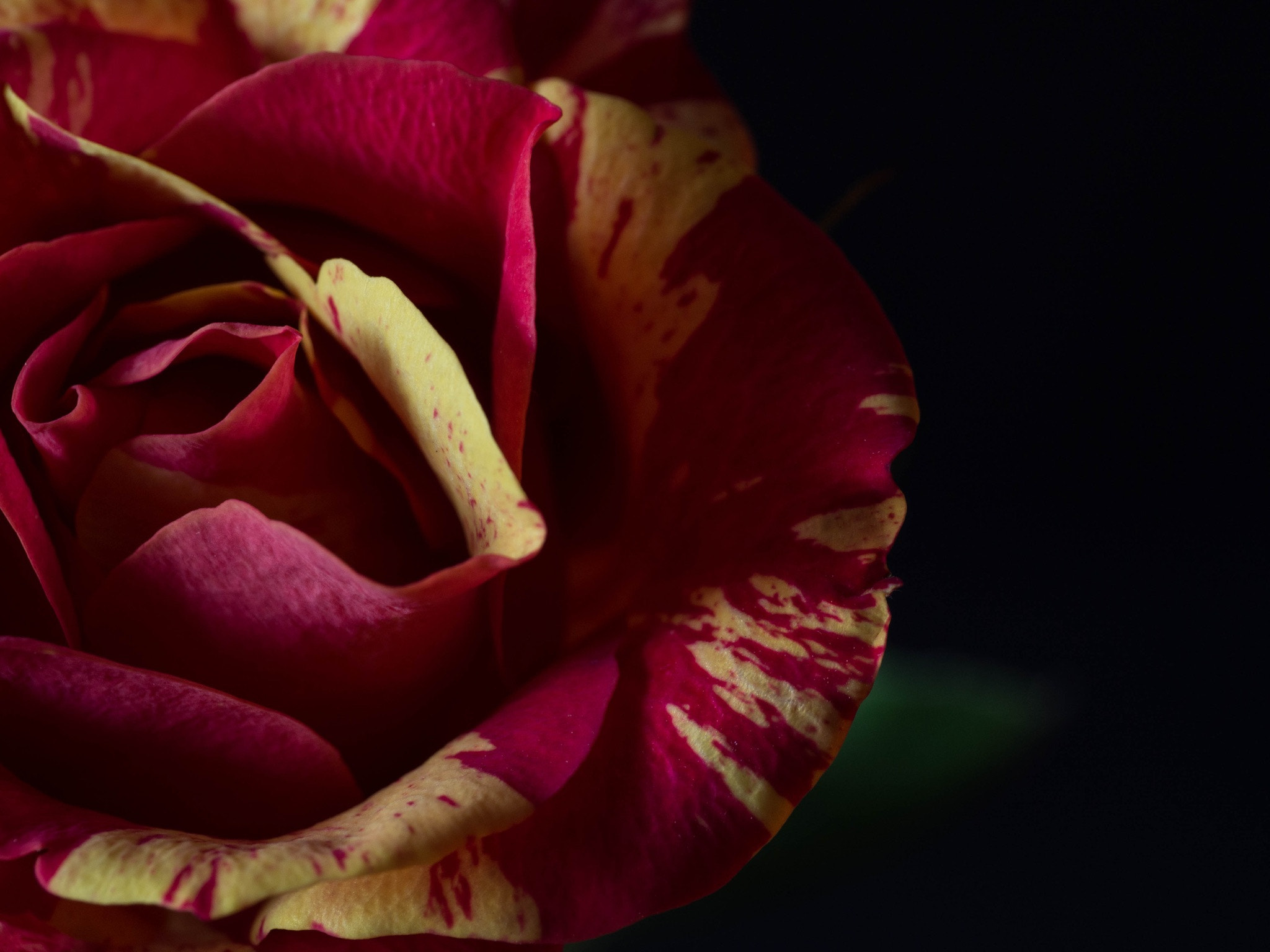 Panasonic Leica DG Macro-Elmarit 45mm F2.8 ASPH OIS sample photo