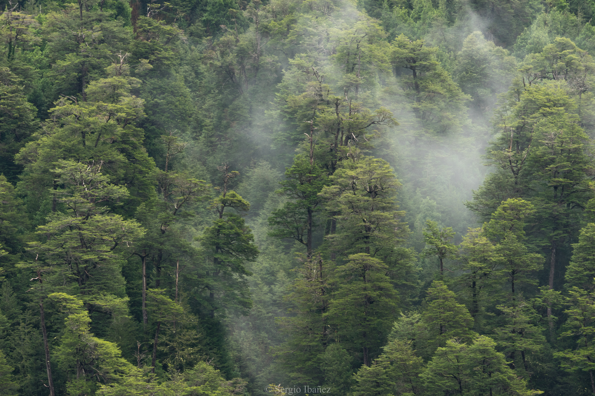 Pentax K-3 sample photo. Bosque aysen las torres photography
