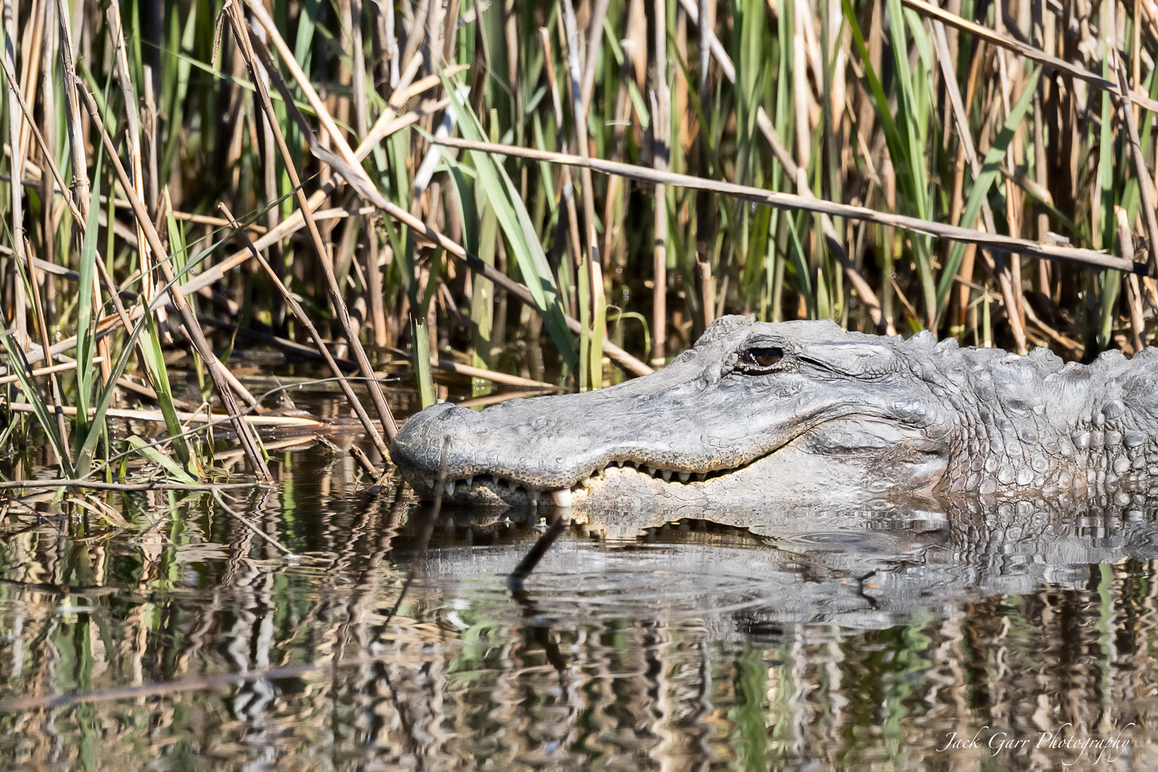150-600mm F5-6.3 DG OS HSM | Sports 014 sample photo. Alligator profile photography