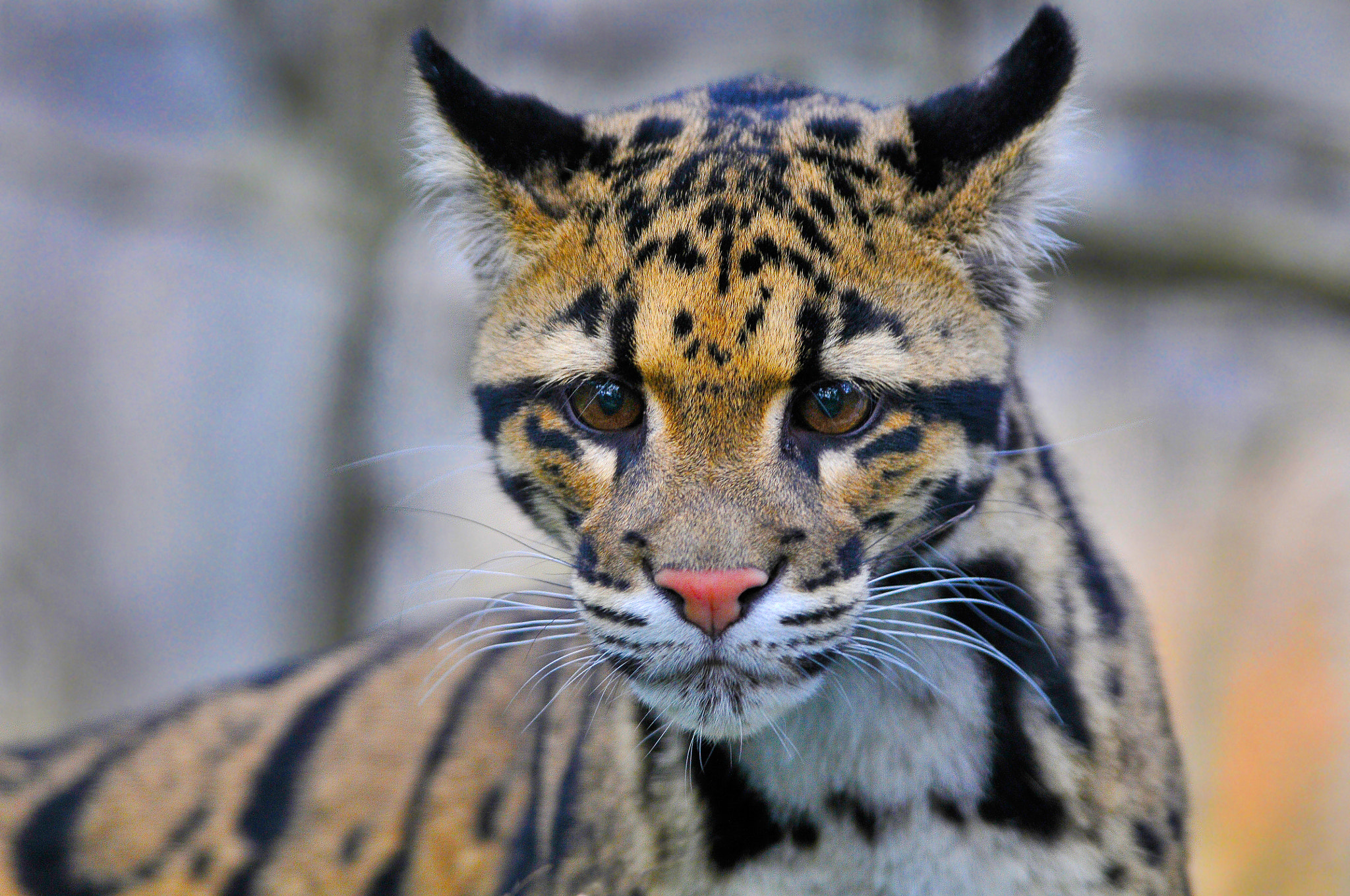 Nikon AF-S Nikkor 300mm F4D ED-IF sample photo. Things ain't what they used to be photography