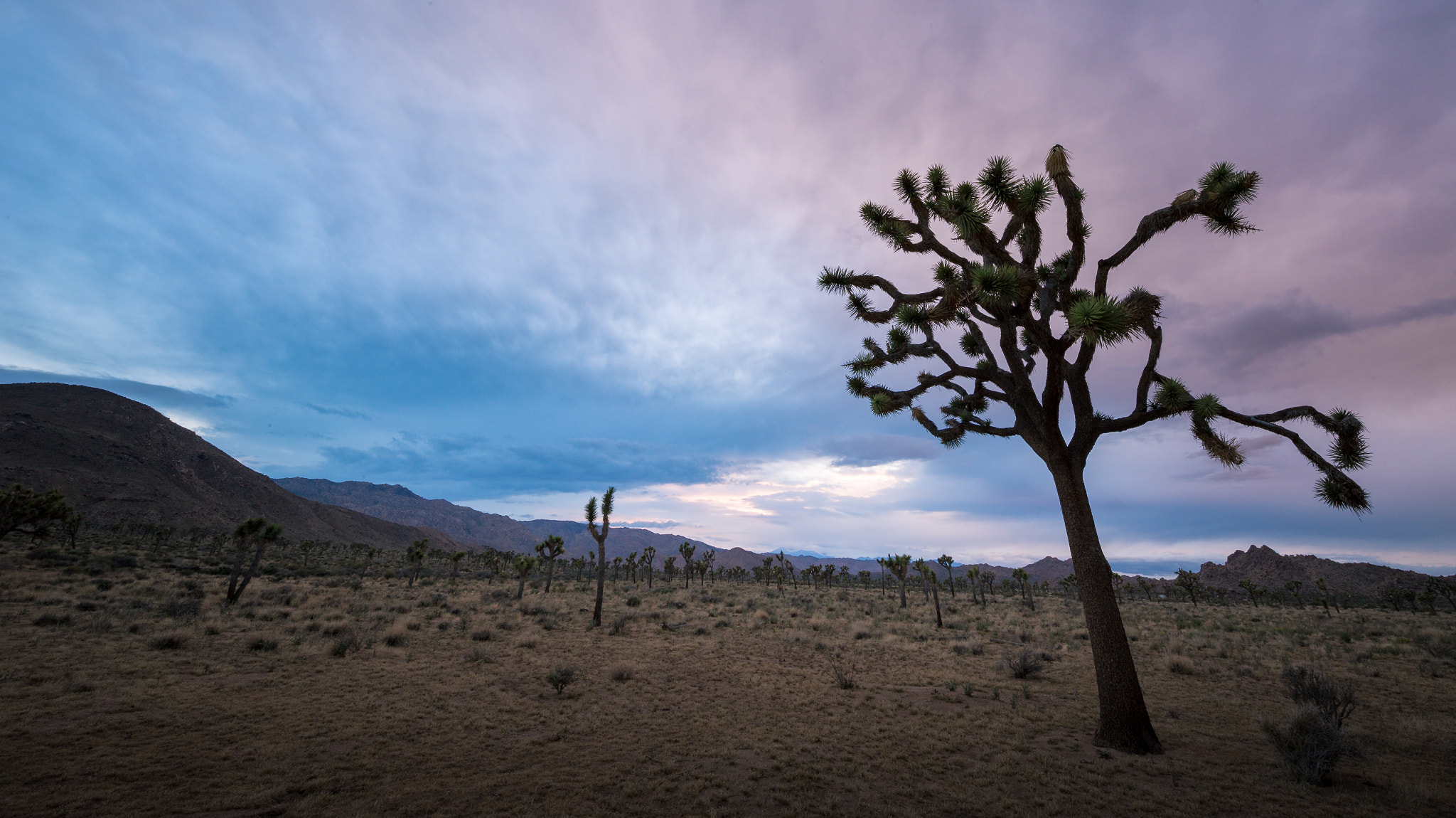 Canon EOS 6D + Canon EF 11-24mm F4L USM sample photo. Joshua tree sunset photography