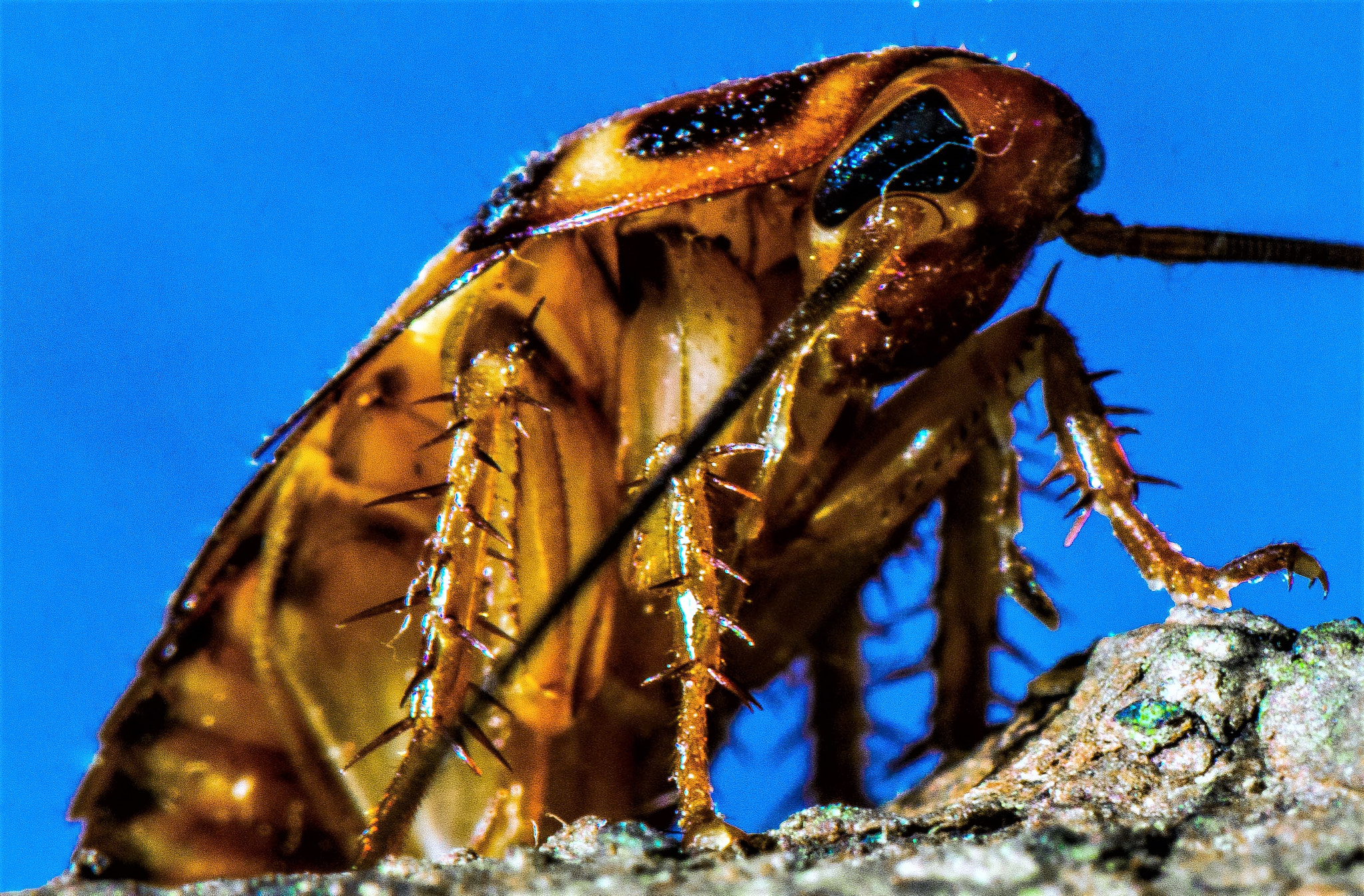 Nikon AF-S Micro-Nikkor 105mm F2.8G IF-ED VR sample photo. Roach  photography