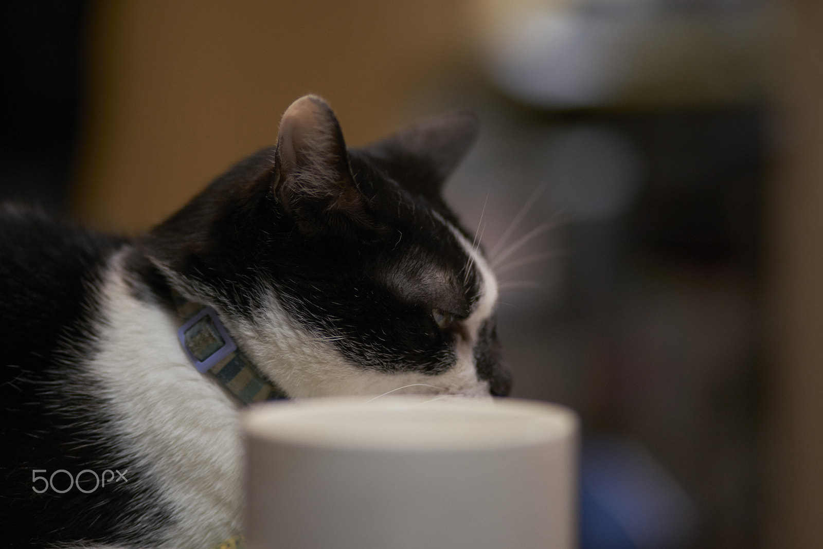 Sony a7R sample photo. Caturday photography