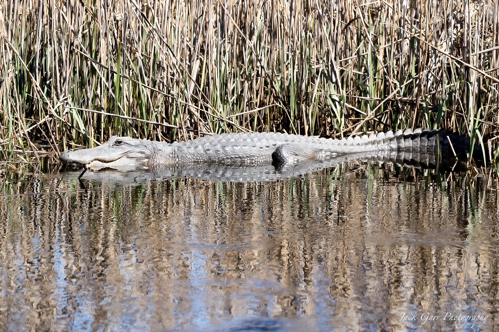 Canon EOS-1D X Mark II sample photo. Alligators sunning photography
