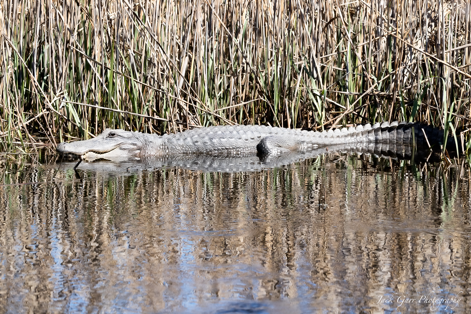 150-600mm F5-6.3 DG OS HSM | Sports 014 sample photo. Alligators sunning photography