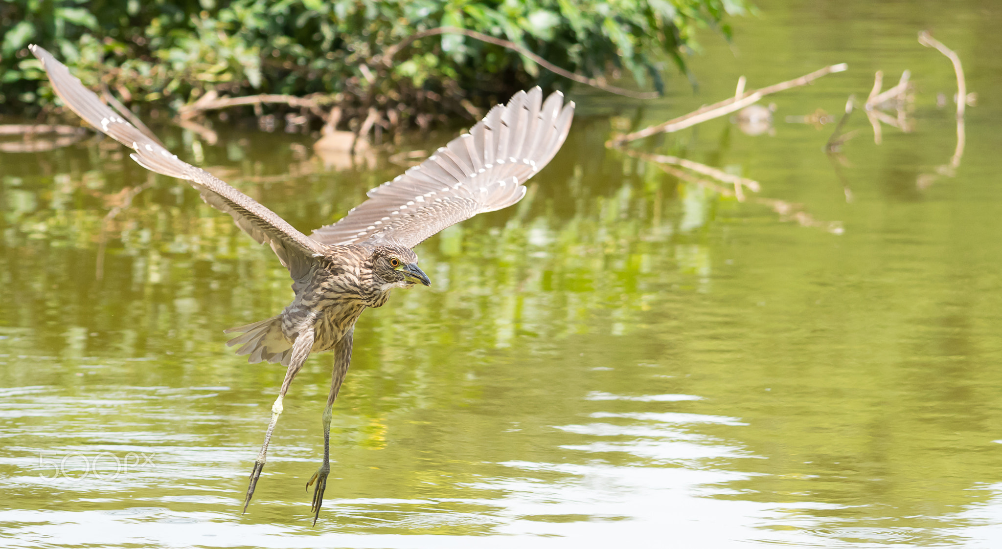 Young savacu flying over the lake.