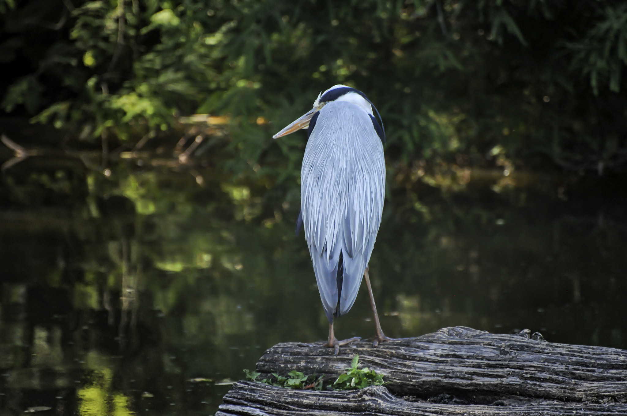 Nikon D300S sample photo. Grey heron | graureiher | Серая Цапля photography