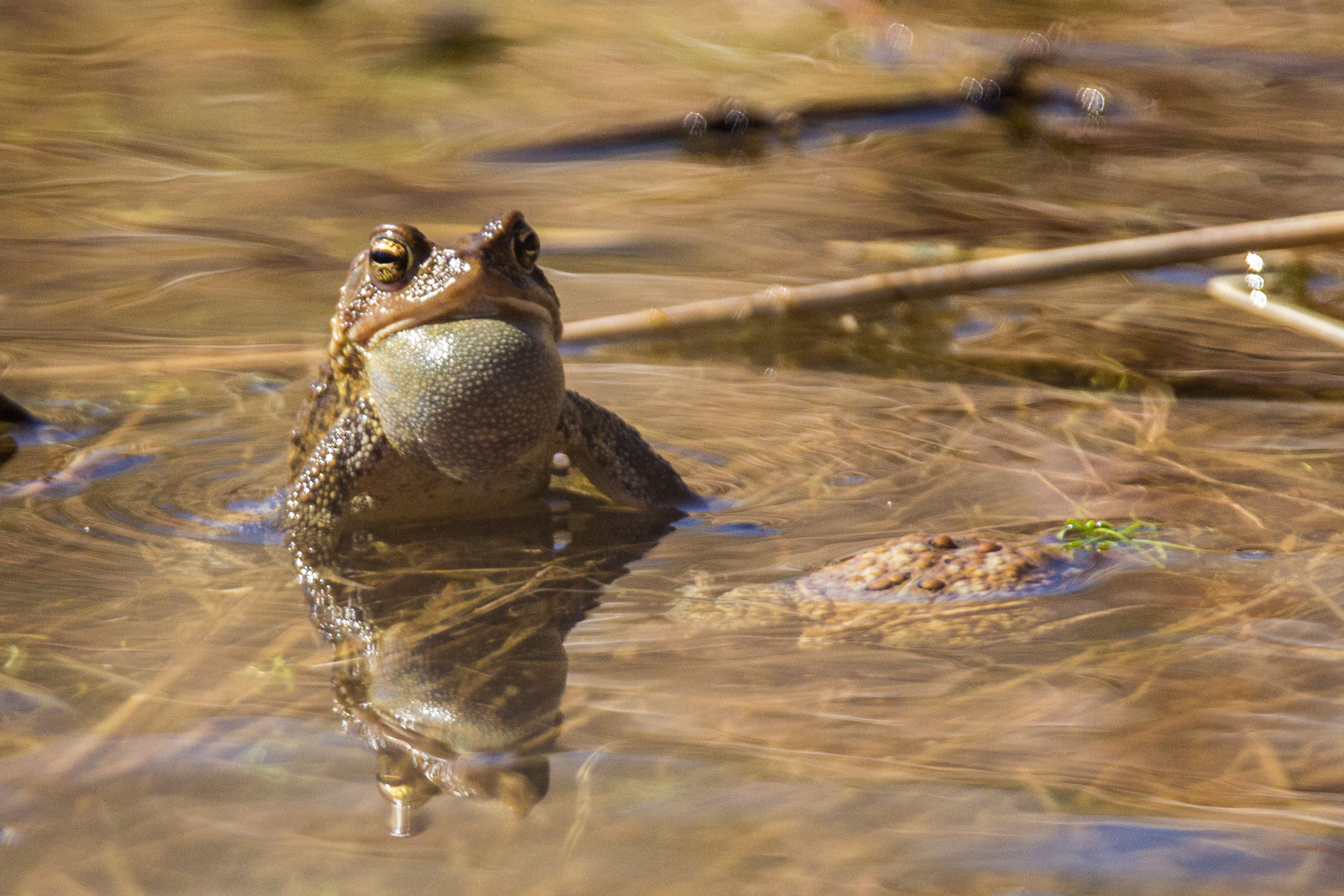 Tamron SP 150-600mm F5-6.3 Di VC USD sample photo. Distinguished fellow photography