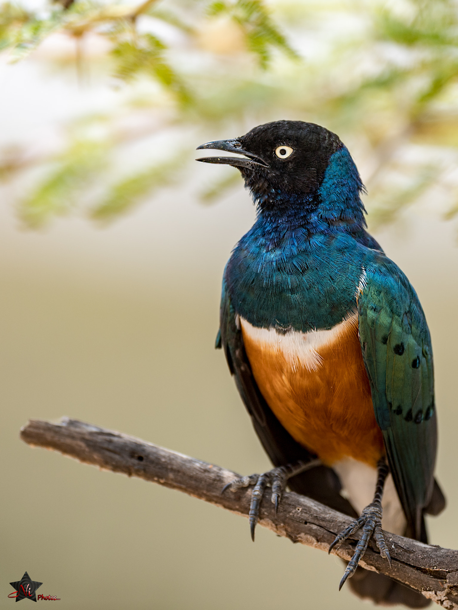Nikon AF-S Nikkor 600mm F4E FL ED VR sample photo. Superb starling photography