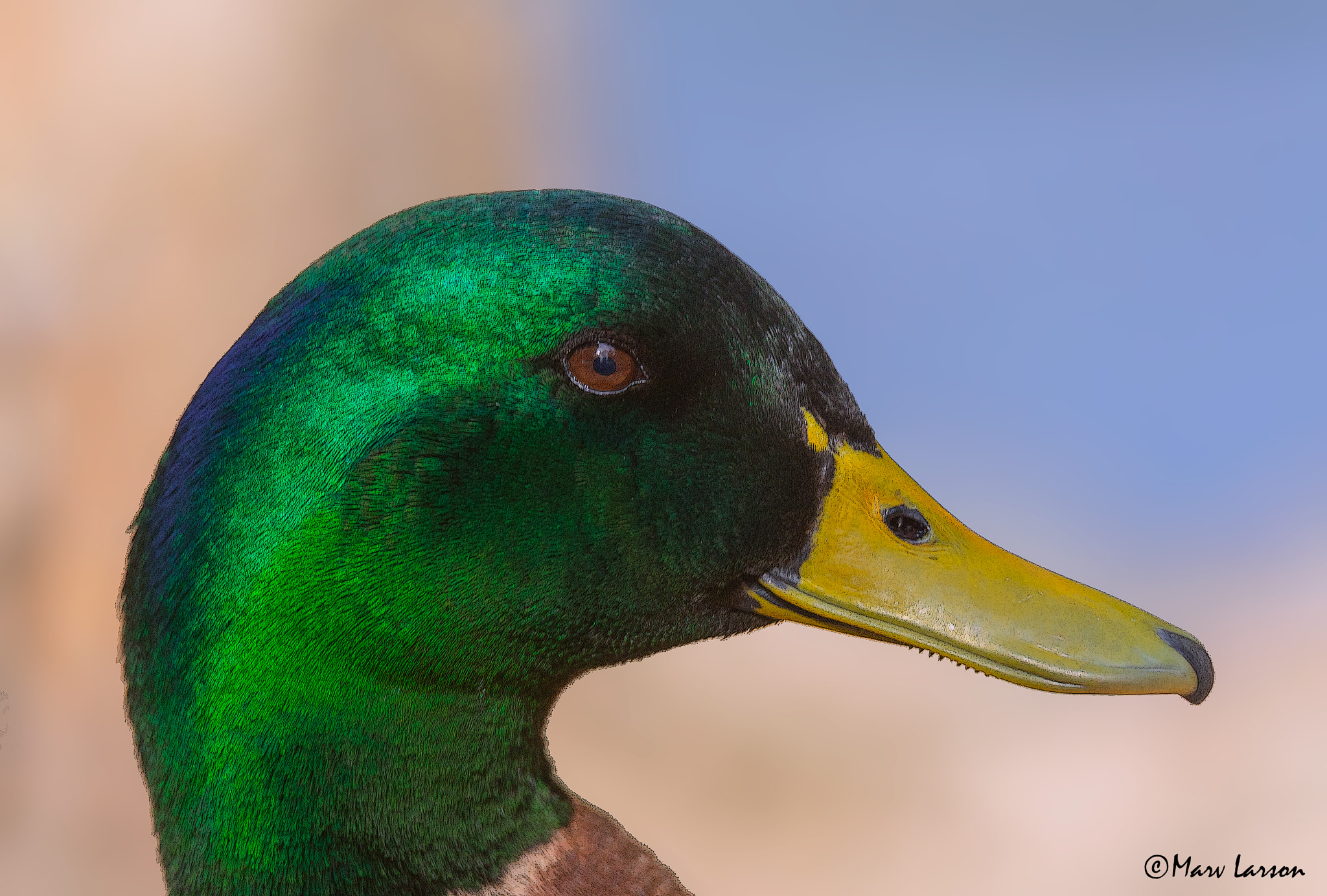 Tamron SP 150-600mm F5-6.3 Di VC USD sample photo. Mallard photography