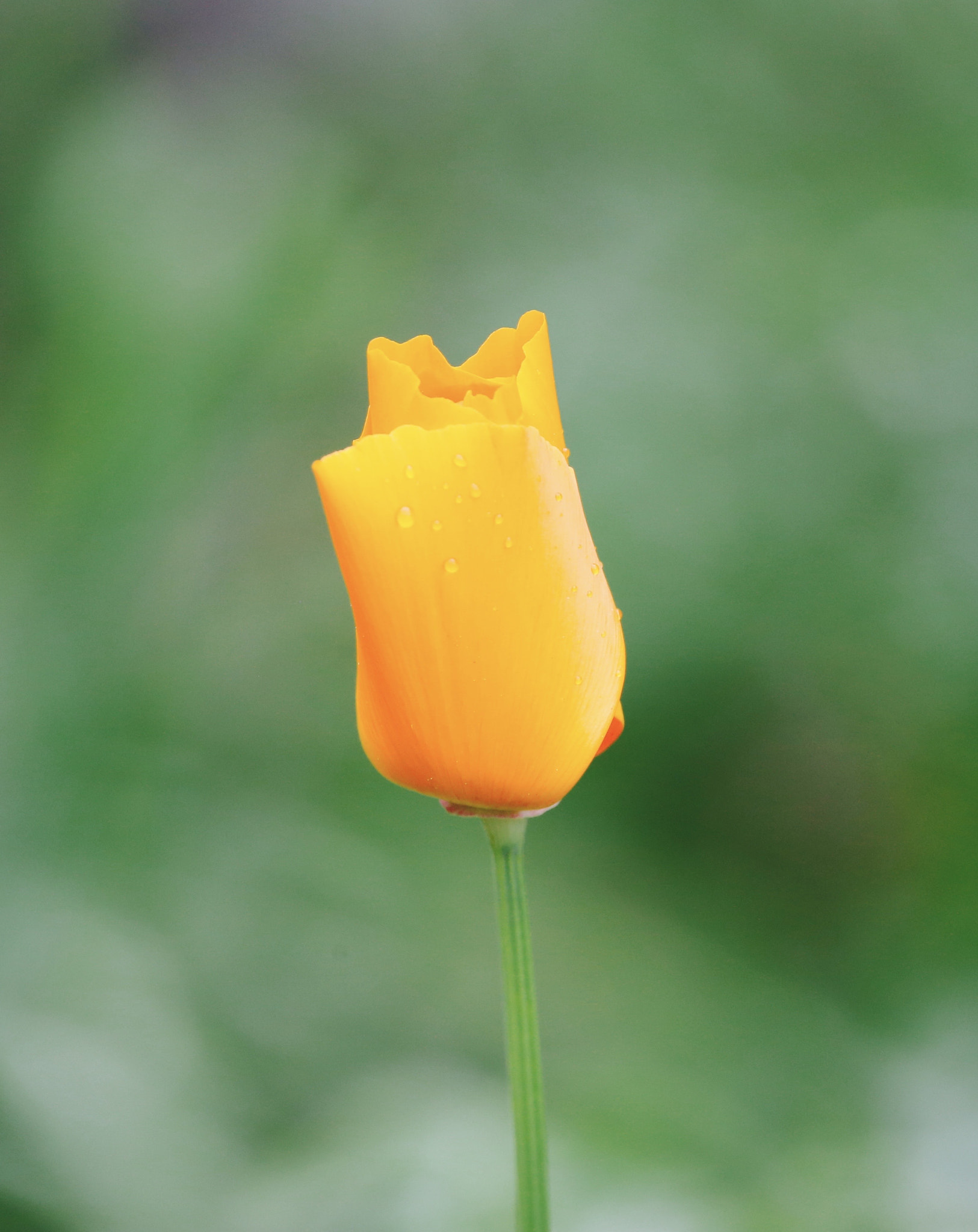 Sigma 150mm f/2.8 EX DG OS HSM APO Macro sample photo. California poppy photography
