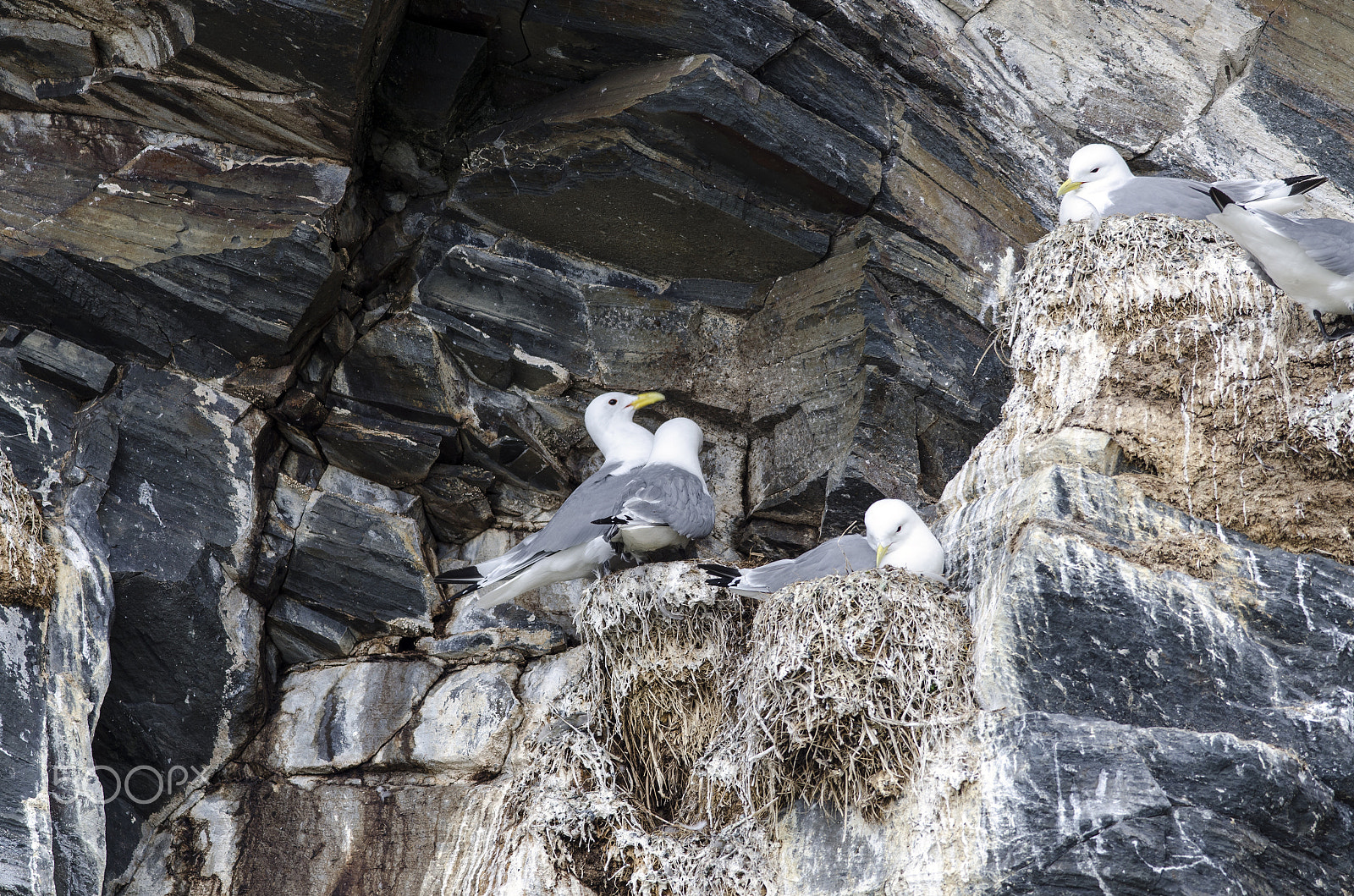 Nikon D7000 + Nikon AF-S Nikkor 300mm F4D ED-IF sample photo. Black legged kittiwake photography