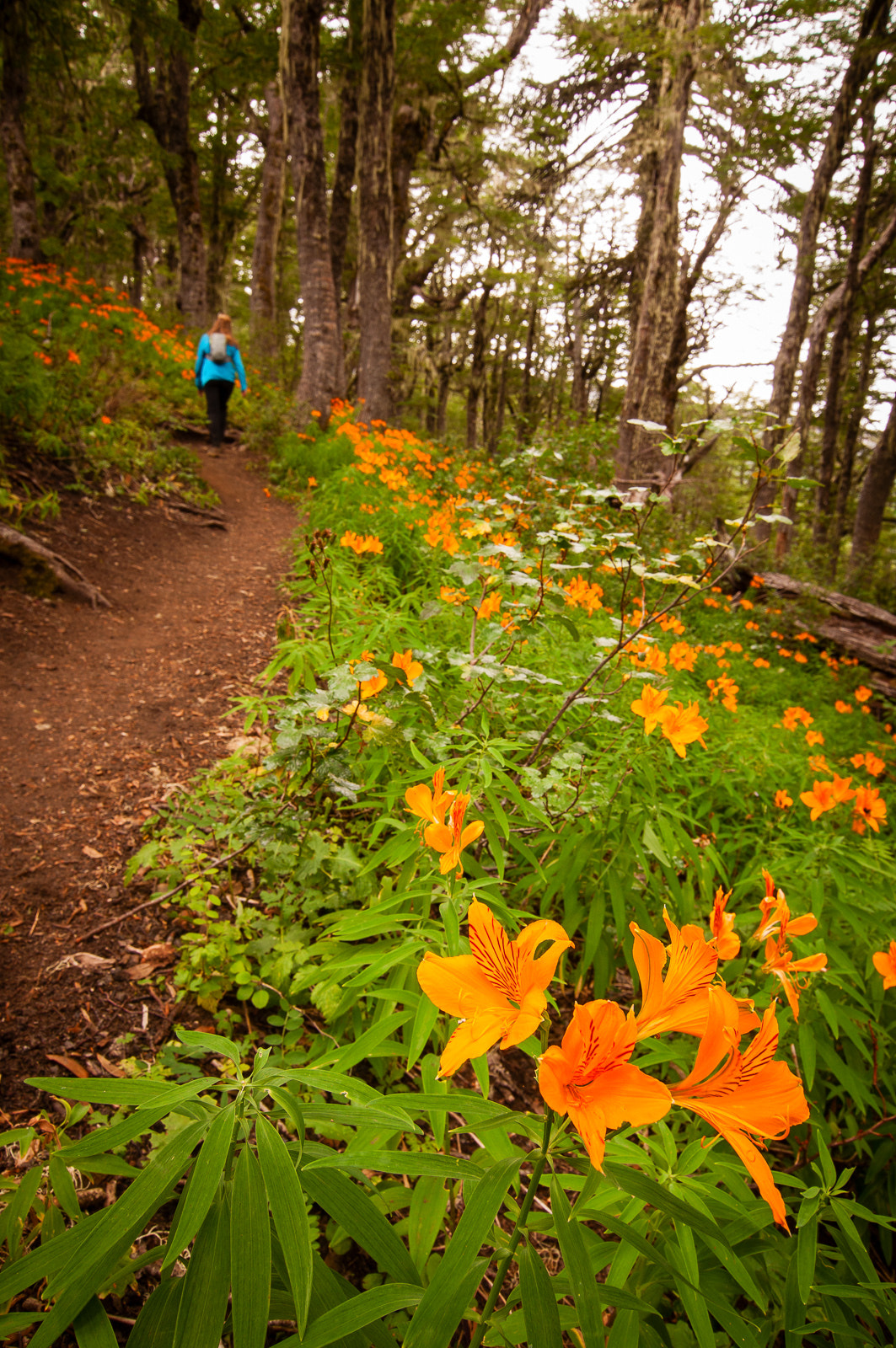 Nikon D90 sample photo. Wildflower season photography