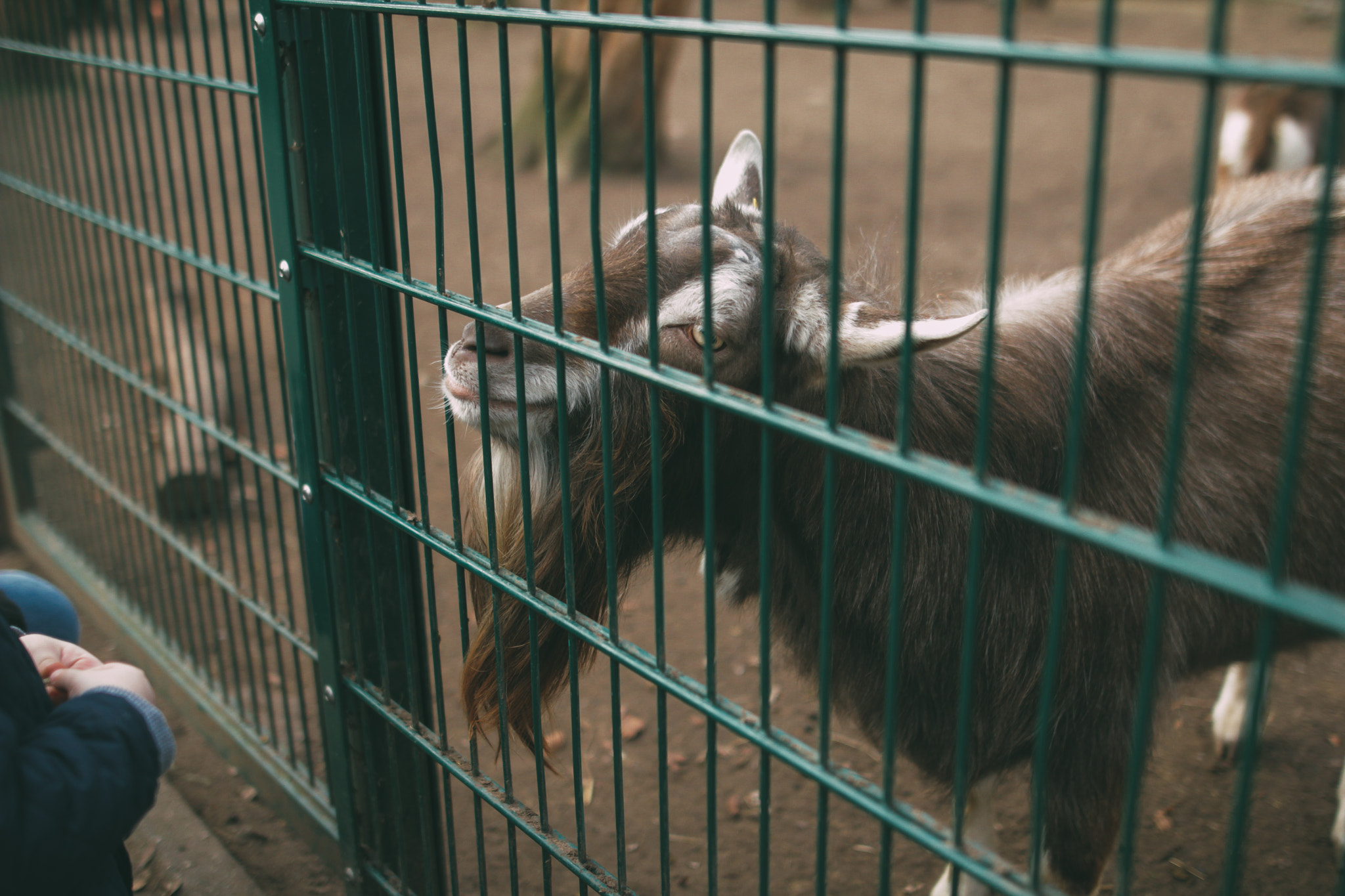 Sigma 24mm F1.4 DG HSM Art sample photo. Wildlife park photography