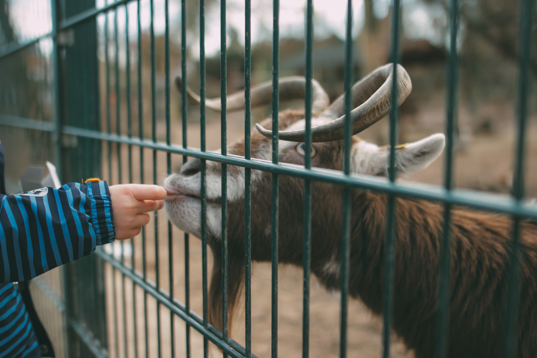 Sigma 24mm F1.4 DG HSM Art sample photo. Wildlife park photography