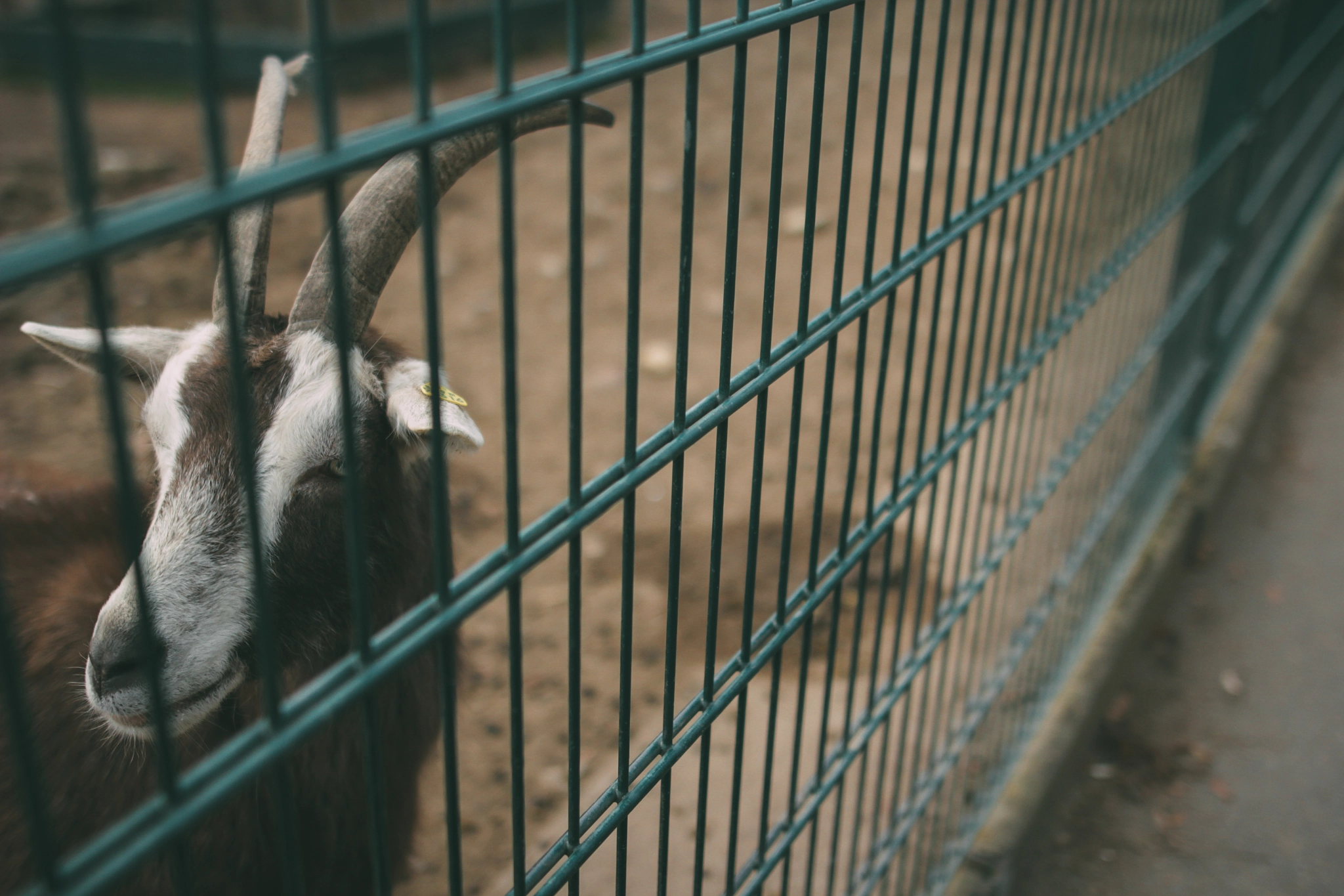Sigma 24mm F1.4 DG HSM Art sample photo. Wildlife park photography