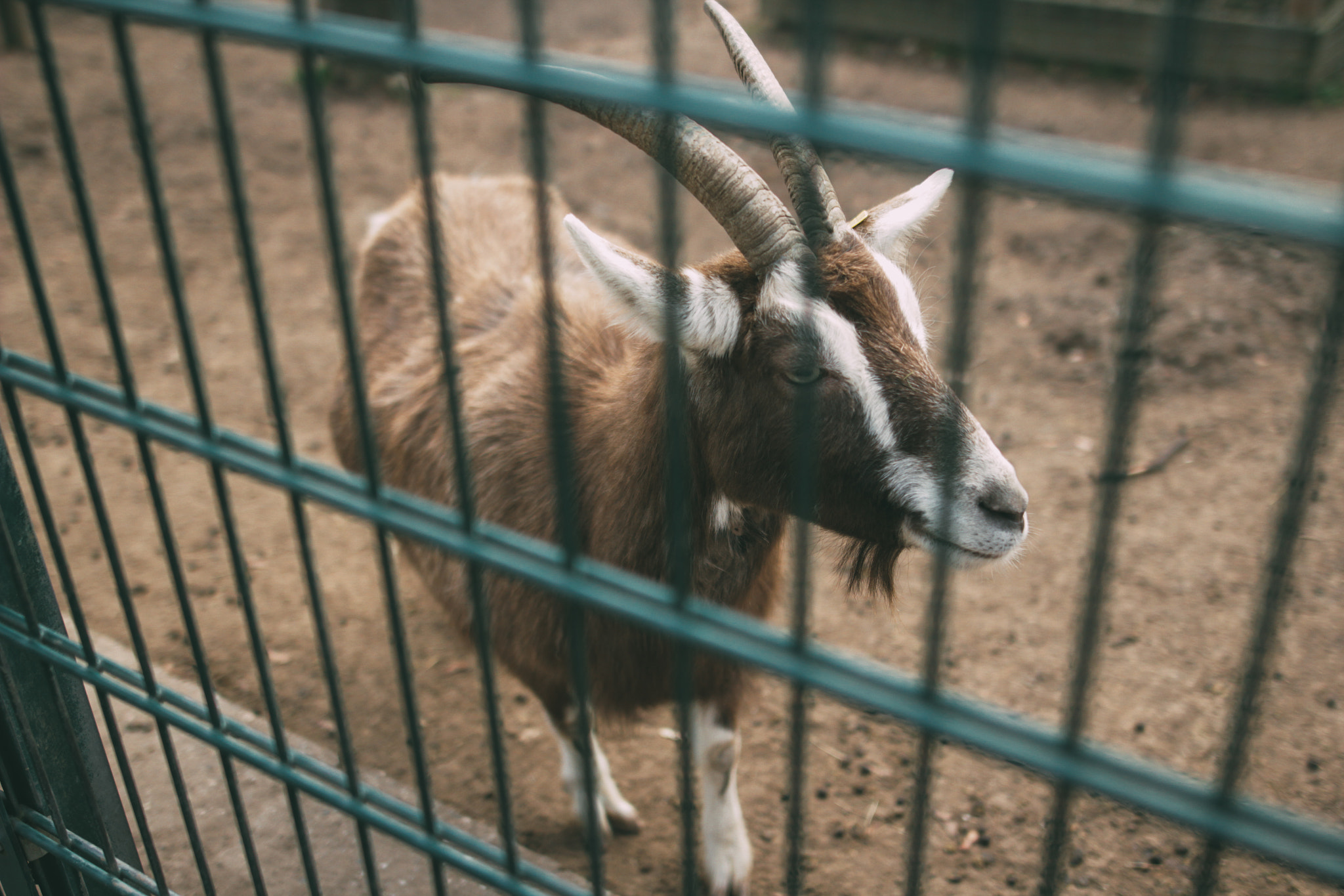 Sigma 24mm F1.4 DG HSM Art sample photo. Wildlife park photography