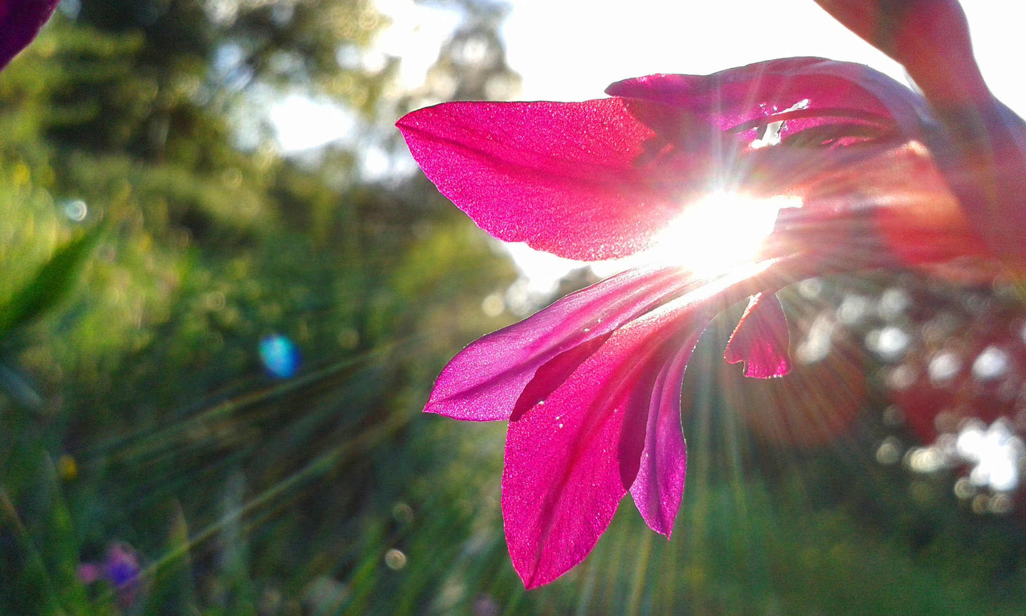 Samsung Galaxy Trend Plus sample photo. Purple ! photography