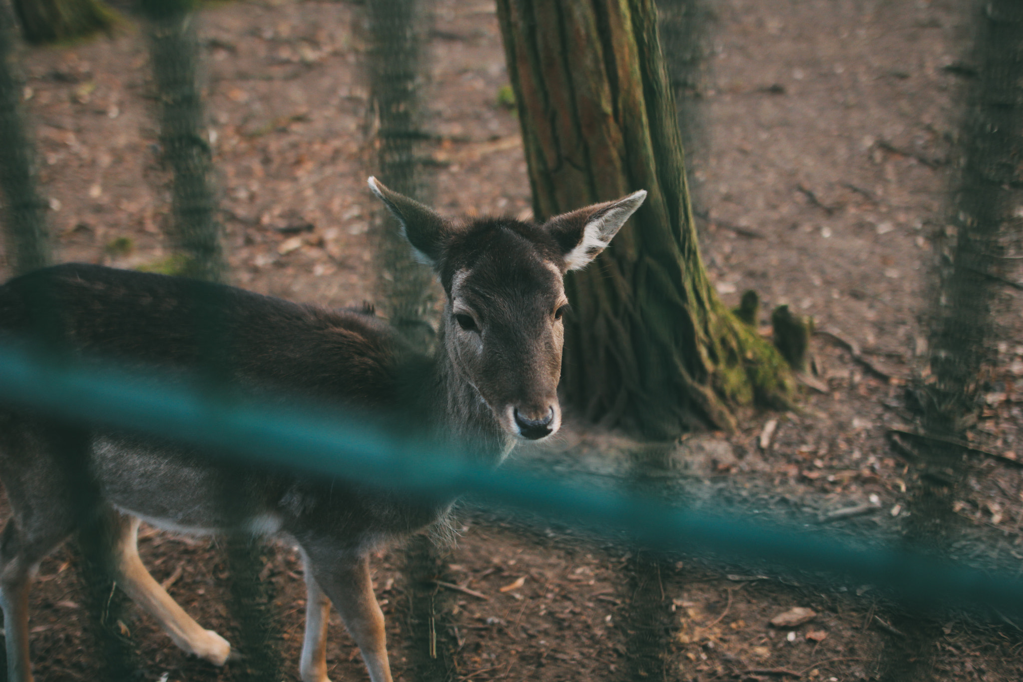 Sigma 24mm F1.4 DG HSM Art sample photo. Wildlife park photography
