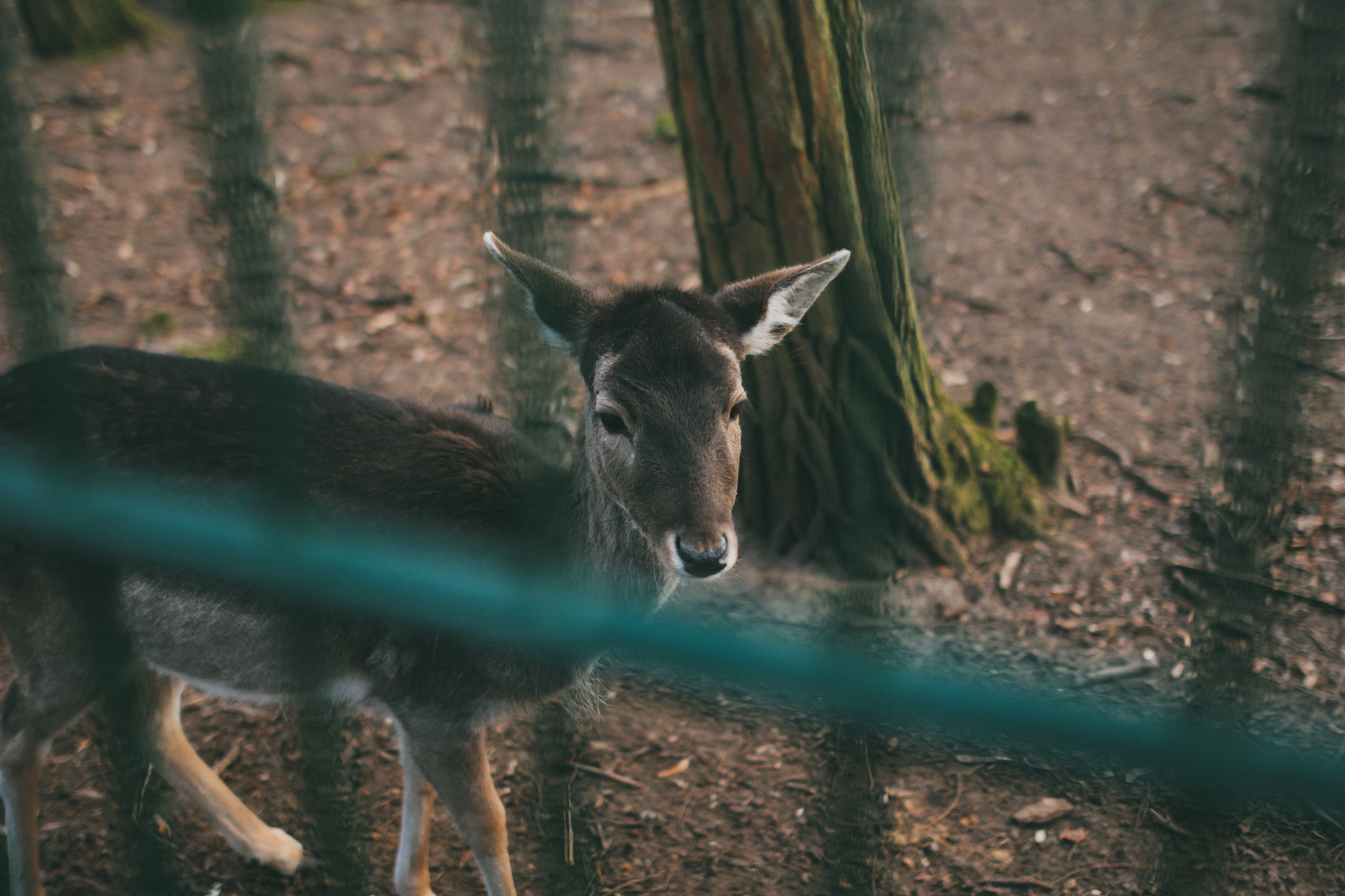 Canon EOS 60D + Sigma 24mm F1.4 DG HSM Art sample photo. Wildlife park photography