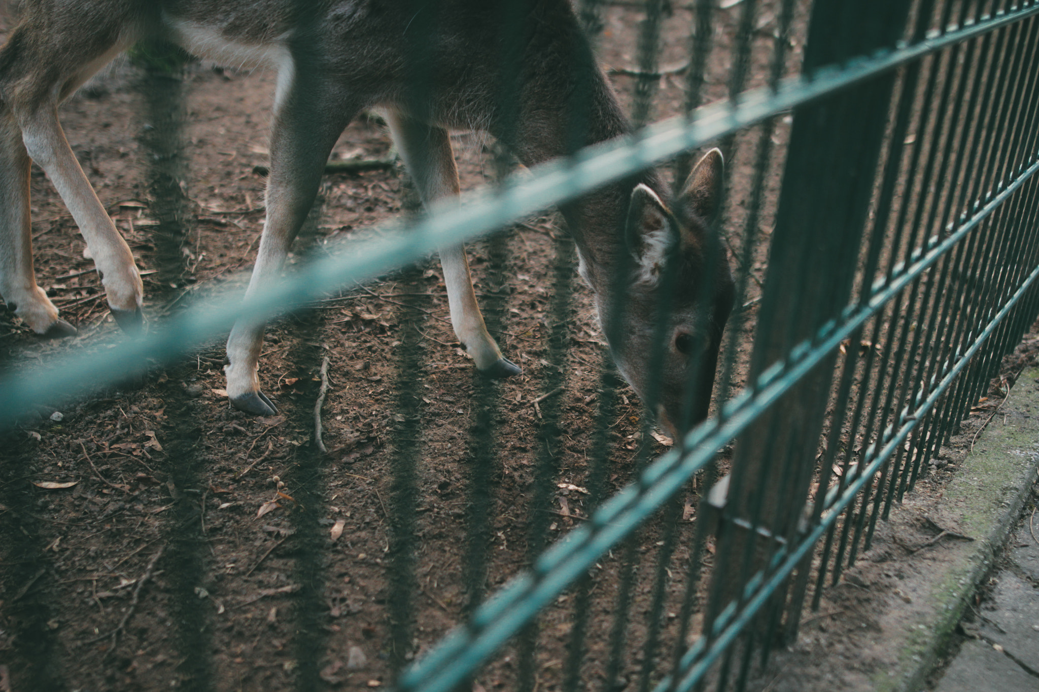 Canon EOS 60D + Sigma 24mm F1.4 DG HSM Art sample photo. Wildlife park photography