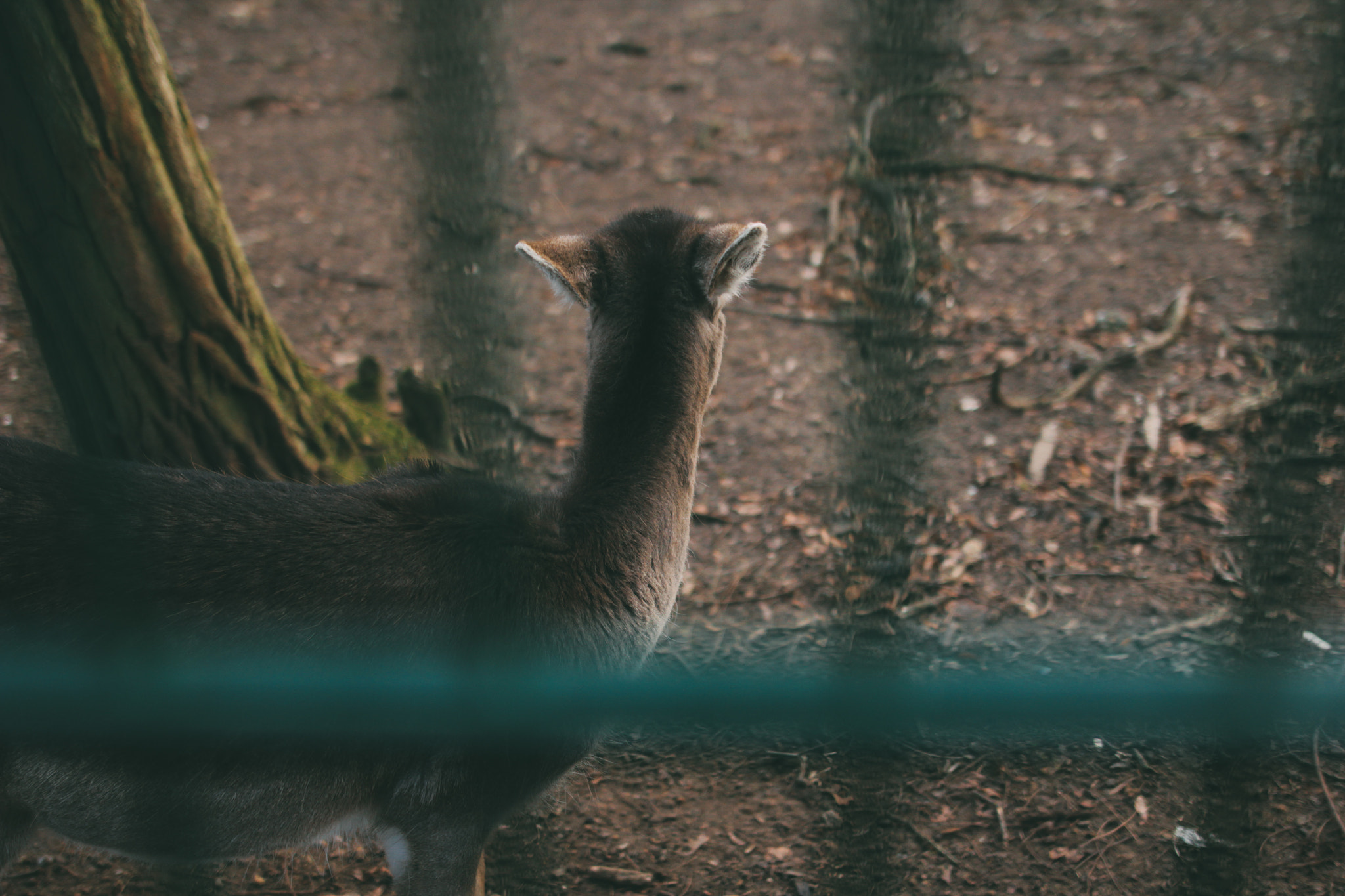 Canon EOS 60D + Sigma 24mm F1.4 DG HSM Art sample photo. Wildlife park photography