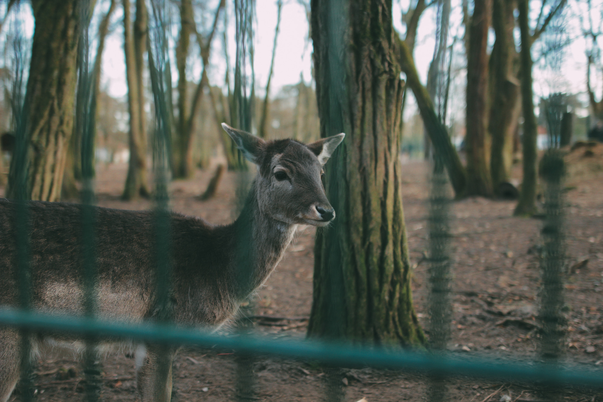 Canon EOS 60D + Sigma 24mm F1.4 DG HSM Art sample photo. Wildlife park photography